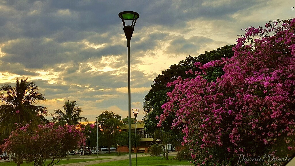 Poste de iluminação e árvore florida em tom rosa na Praça dos Girassóis, em Palmas, ao entardecer, com céu em nuvens douradas e coqueiros ao fundo.