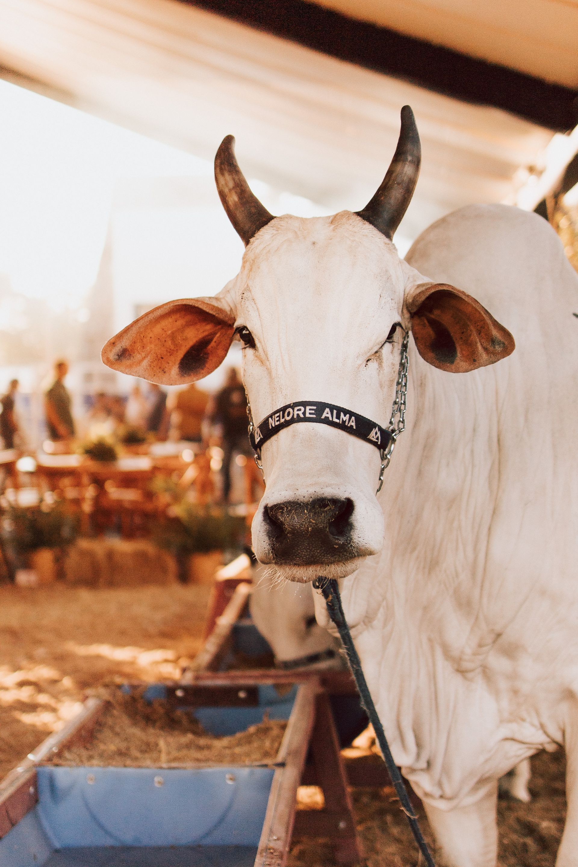 Retrato de um boi da raça Nelore em ambiente interno de feira agropecuária, com iluminação quente e decoração rústica ao fundo.