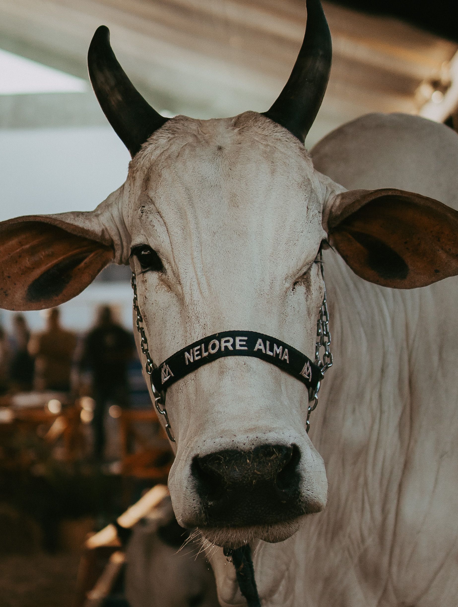 Retrato aproximado de um boi da raça Nelore numa feira agropecuária, com pelagem branca e as características orelhas caídas da raça.