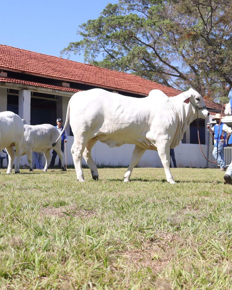 Tratadores de colete azul conduzindo bois zebuínos brancos pelo gramado da pista de julgamento da Expogrande, com o galpão de telhado vermelho do parque ao fundo.