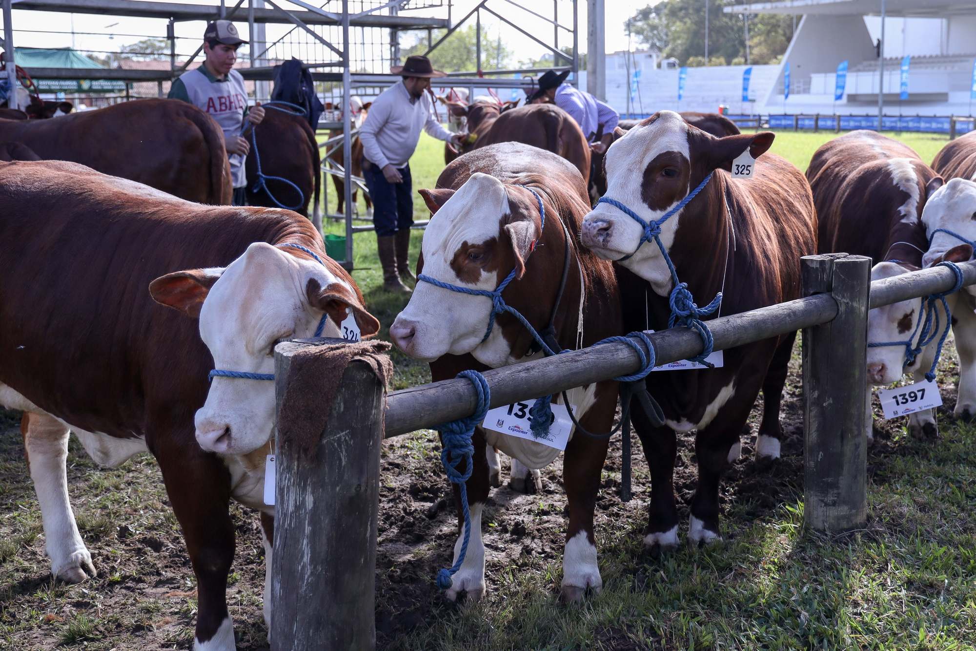 Novilhas Hereford numeradas, amarradas numa cerca de madeira no gramado do Parque de Exposições Assis Brasil durante a Expointer, em Esteio, com tratadores de boné e chapéu ao fundo e a arquibancada da pista à direita.