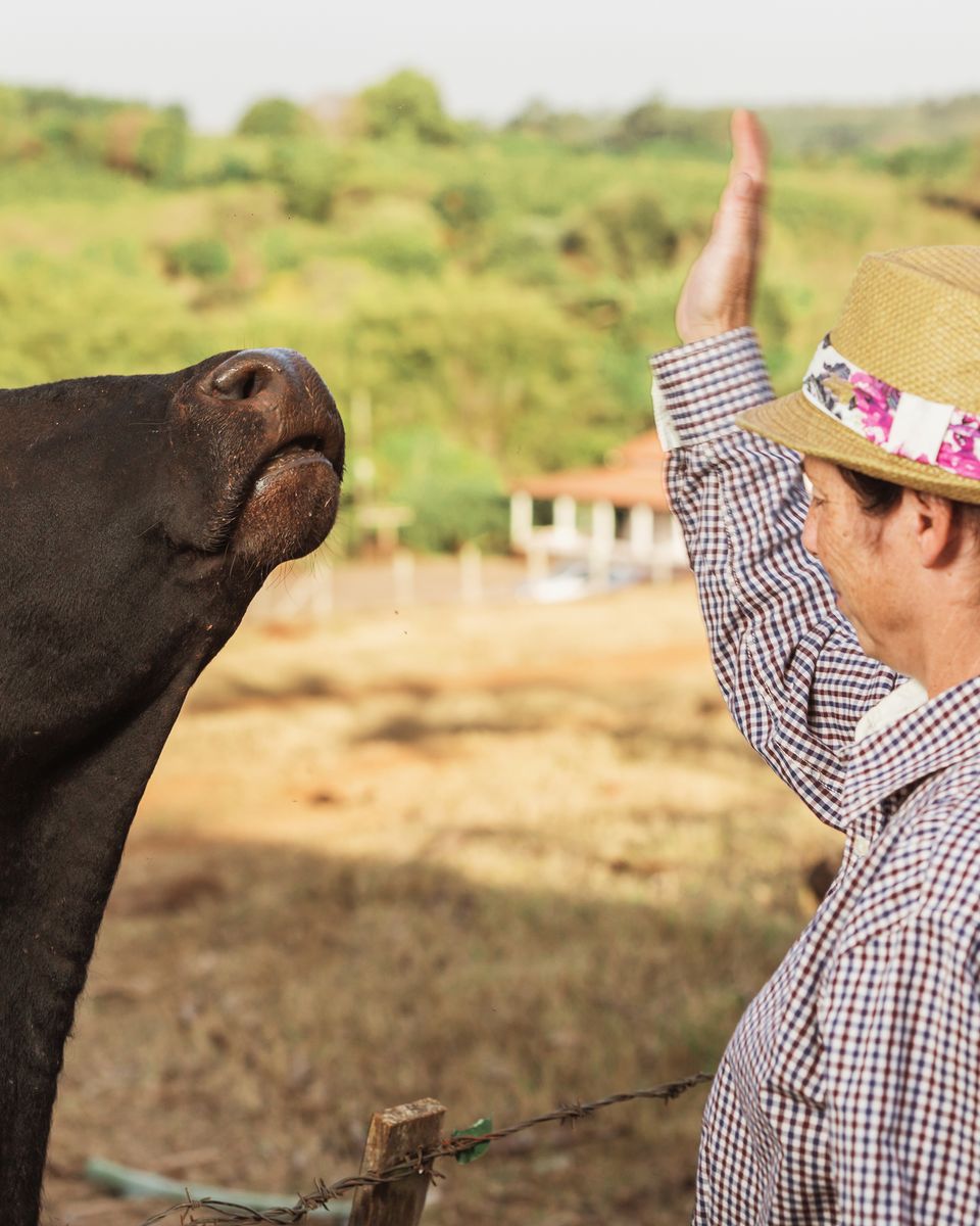 Produtora de chapéu de palha com fita florida e camisa xadrez erguendo a mão diante de um boi preto de chifres curtos que estica o focinho para cima, junto à cerca de arame de um pasto.