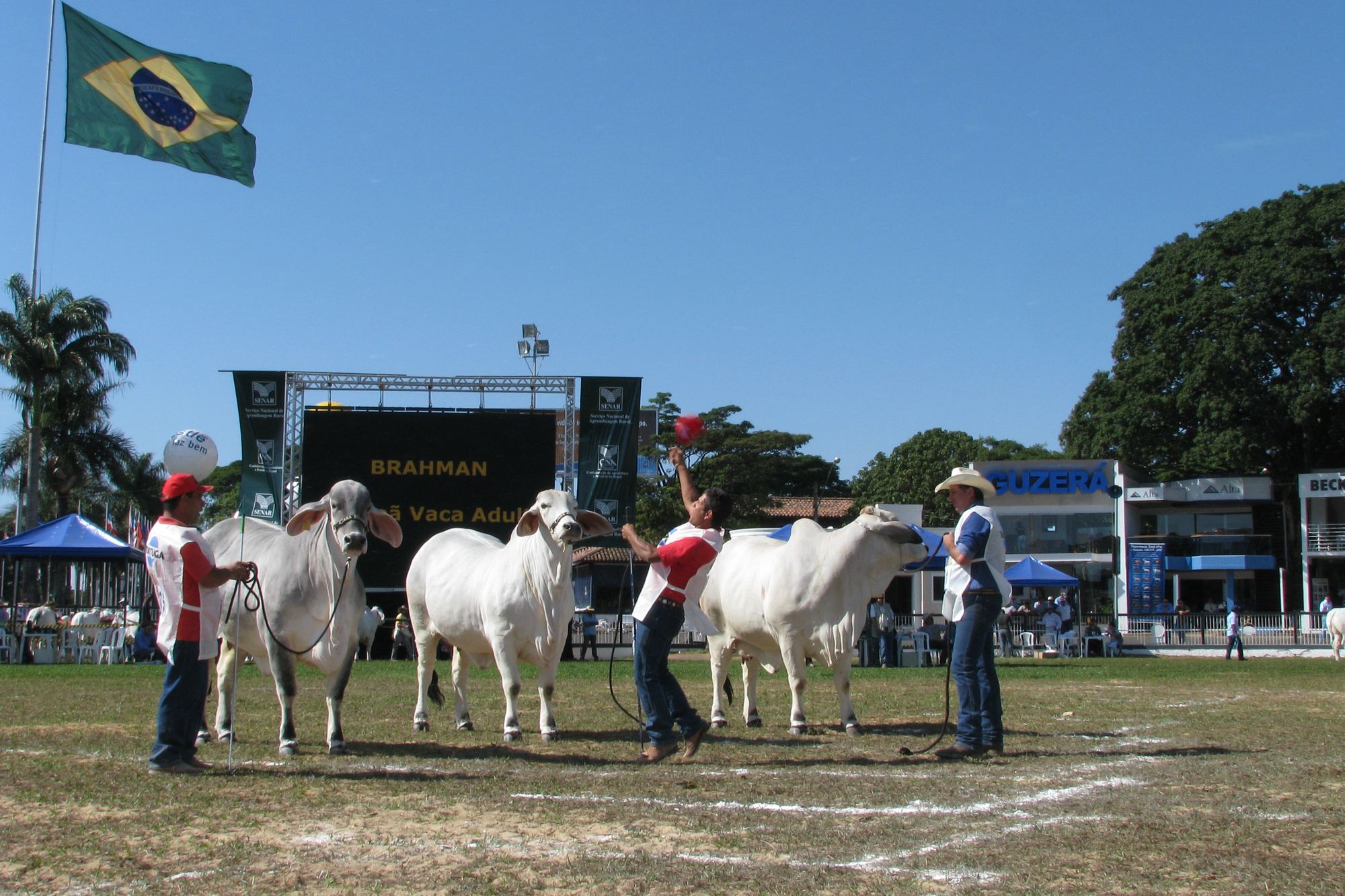 Tratadores conduzindo vacas zebuínas pela pista de julgamento da ExpoZebu, no Parque Fernando Costa, em Uberaba.