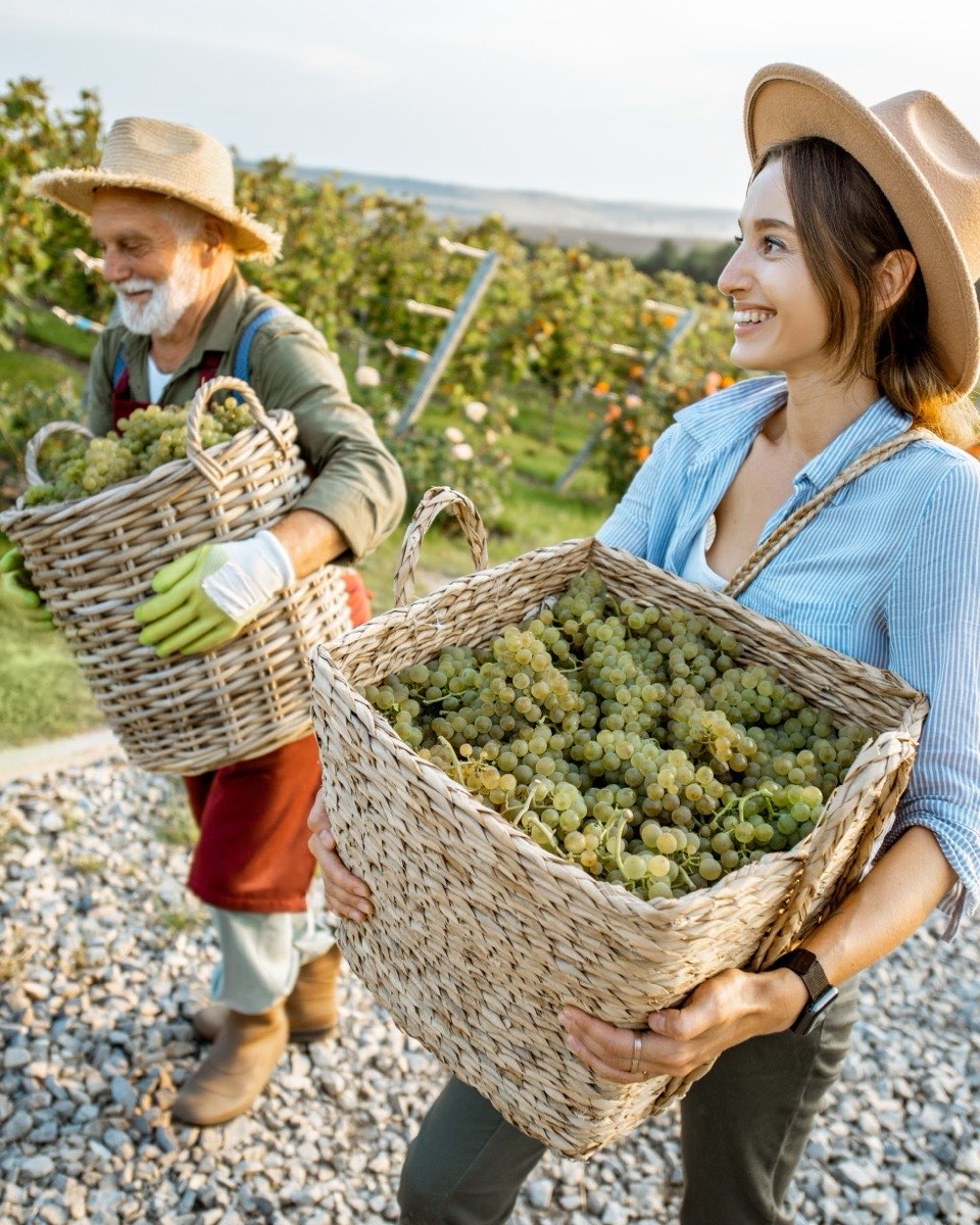 Homem mais velho e mulher jovem sorrindo lado a lado no parreiral, cada um carregando uma caixa cheia de uvas recém-colhidas.