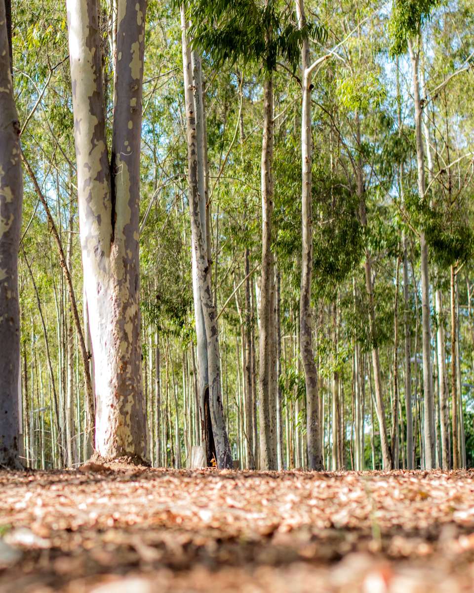 Troncos altos e claros de eucaliptos no Parque Euclides Dourado, o Parque dos Eucaliptos, em Garanhuns, com o chão coberto de folhas secas e a luz do fim da tarde entre as copas.