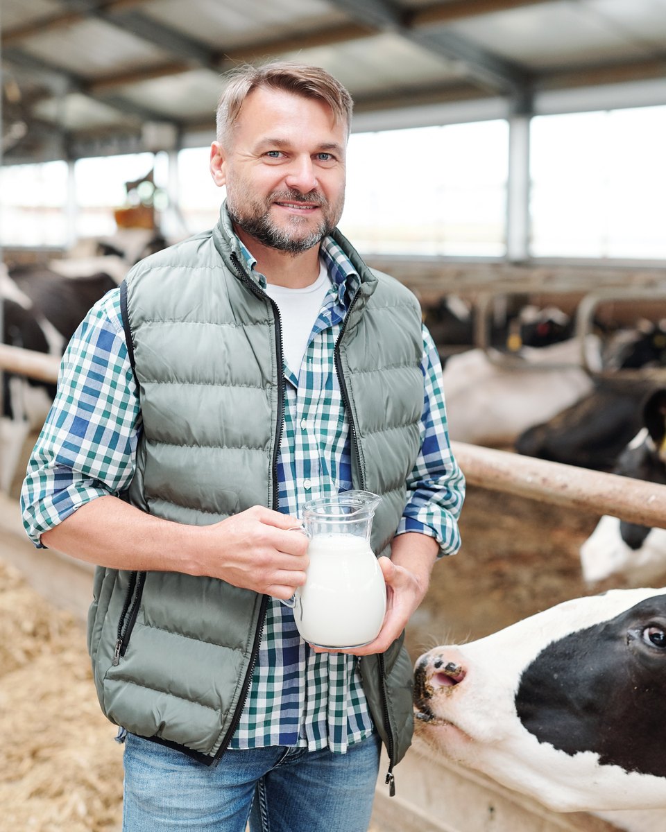 Produtor de leite sorridente, de colete verde e camisa xadrez, segurando uma jarra de leite fresco dentro de um galpão, com uma vaca malhada esticando o pescoço na direção dele.