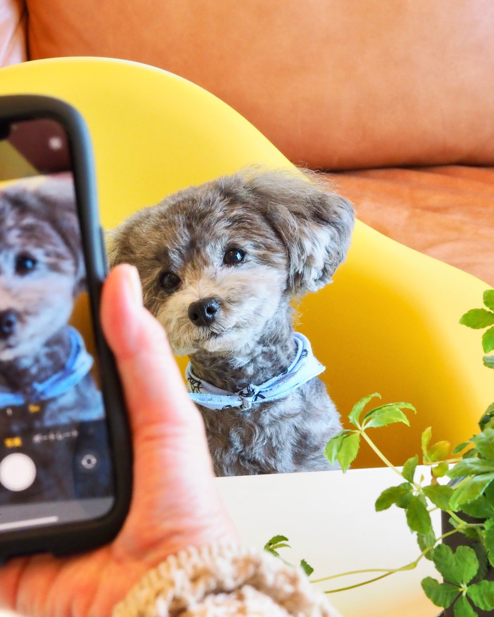 Mão segurando um celular que fotografa um poodle toy cinza, de bandana azul, sentado numa cadeira amarela em frente a um sofá.