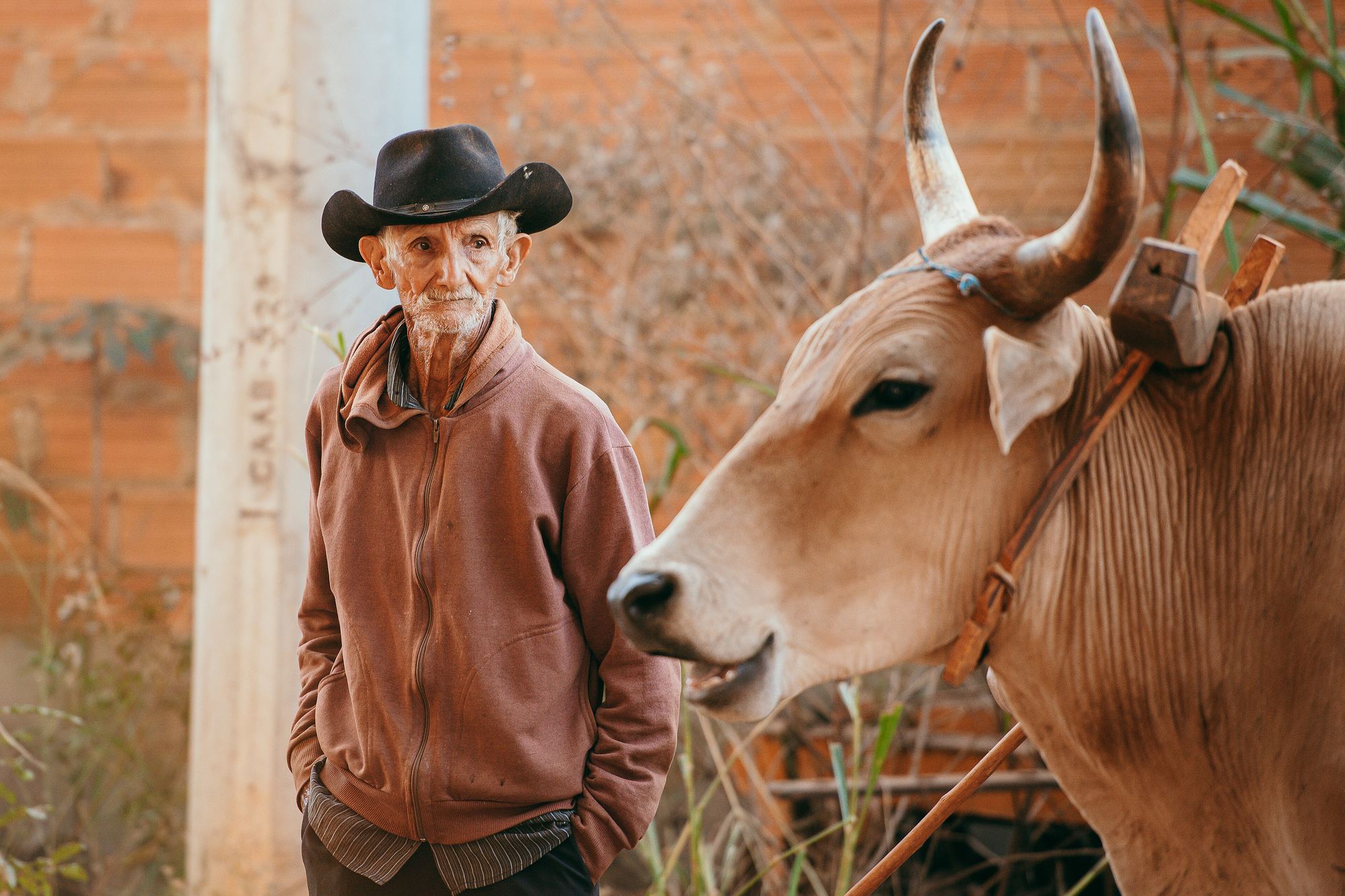 Carreiro idoso de chapéu preto e jaqueta marrom ao lado de um boi de carro de chifres longos, com a canga no pescoço, num pouso dos carreiros de Orizona a caminho de Trindade para a romaria.