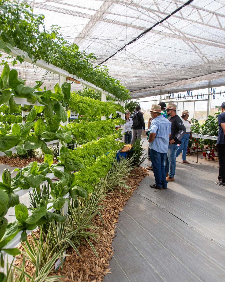 Visitantes de chapéu de palha e boné observando alfaces e hortaliças cultivadas em canos na vertical, dentro de uma estufa coberta por tela no Show Rural Coopavel, em Cascavel.