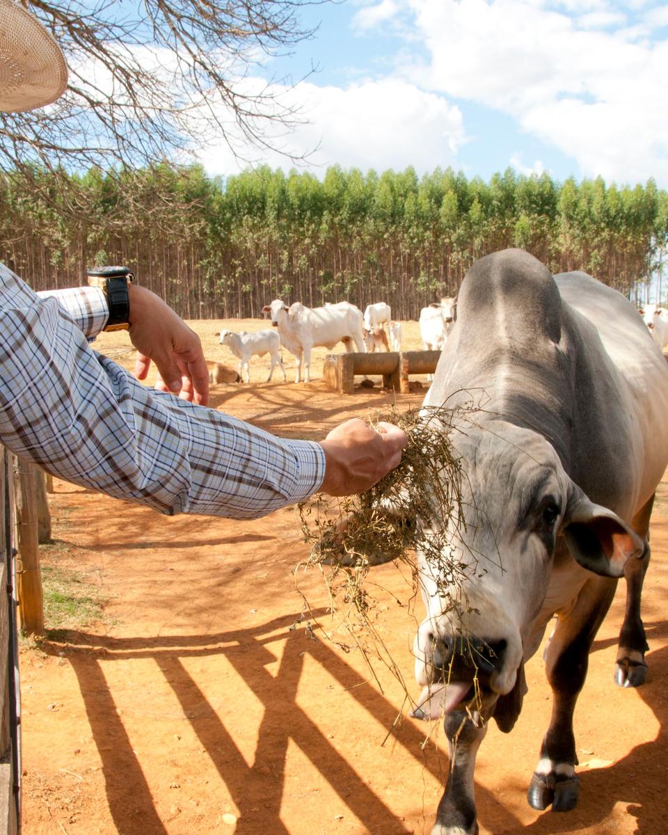 Produtor de chapéu de palha e camisa xadrez debruçado na cerca de madeira de um curral de terra vermelha, dando capim a dois bois Nelore, com outros animais brancos e um eucaliptal ao fundo, numa fazenda em Goiás.