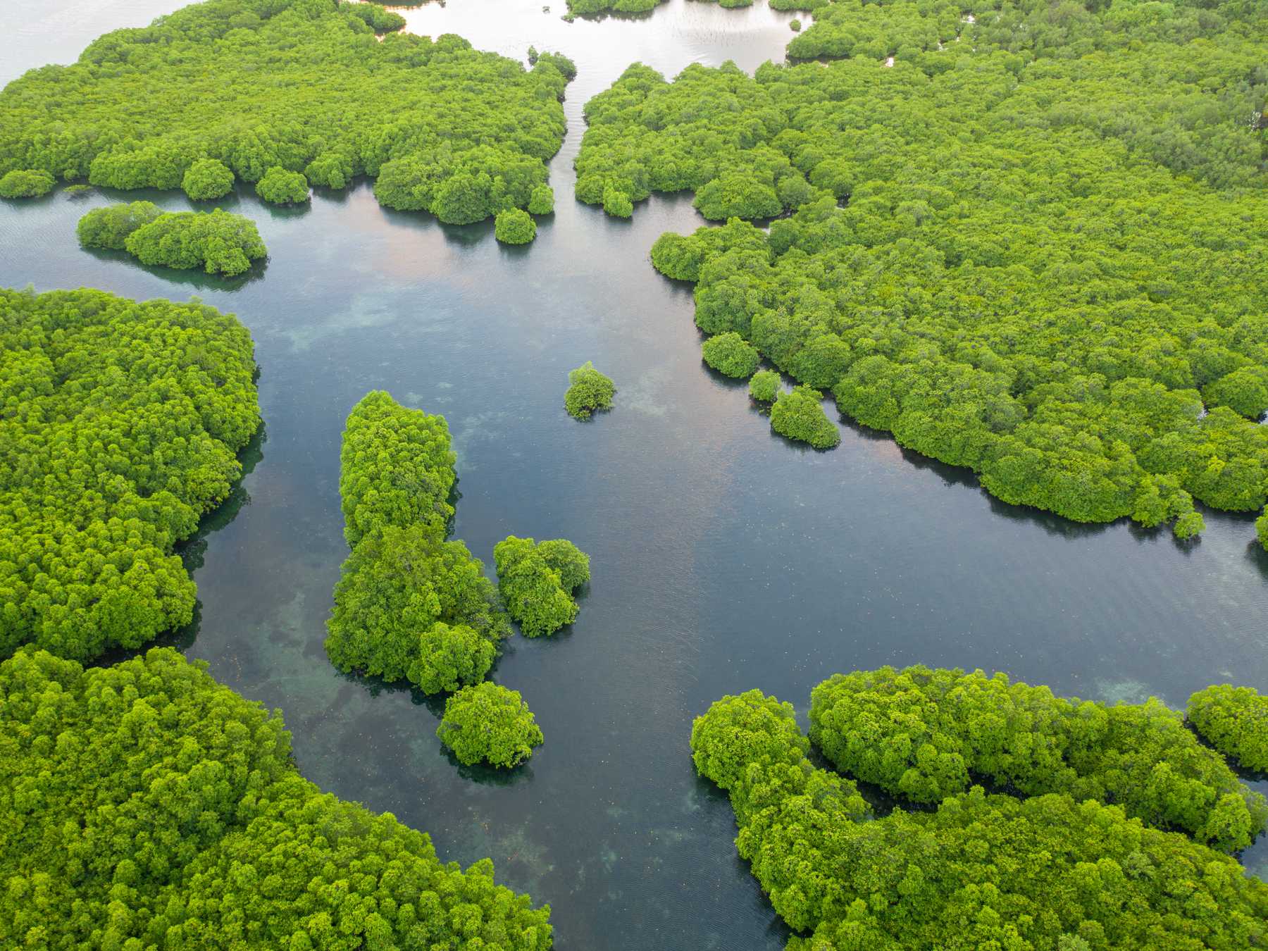 Vista aérea do arquipélago de Anavilhanas, com centenas de ilhas de floresta verde recortadas pelos canais de água escura do rio Negro