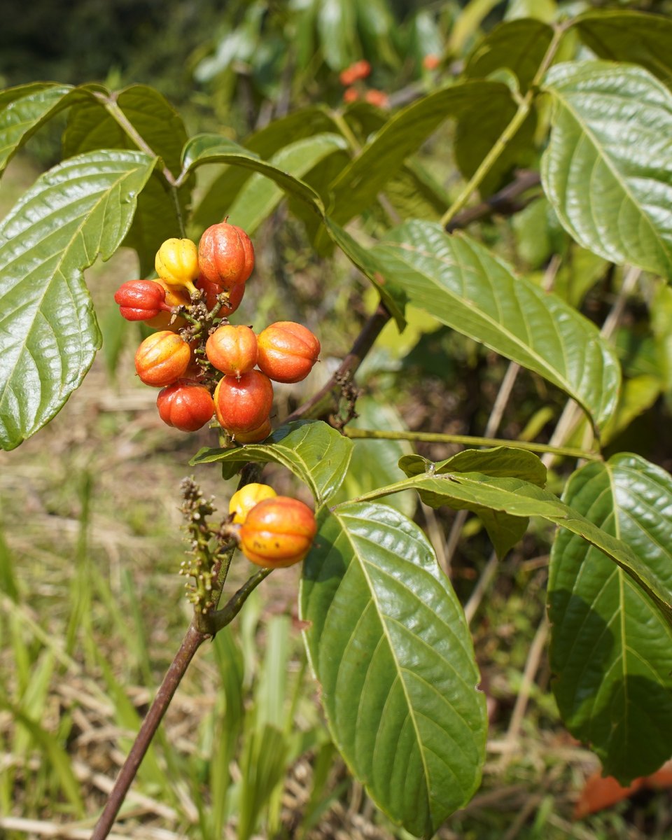 Cacho de frutos de guaraná ainda no pé em Maués, no Amazonas, com as cápsulas vermelhas e amarelas abertas entre as folhas verdes da planta.