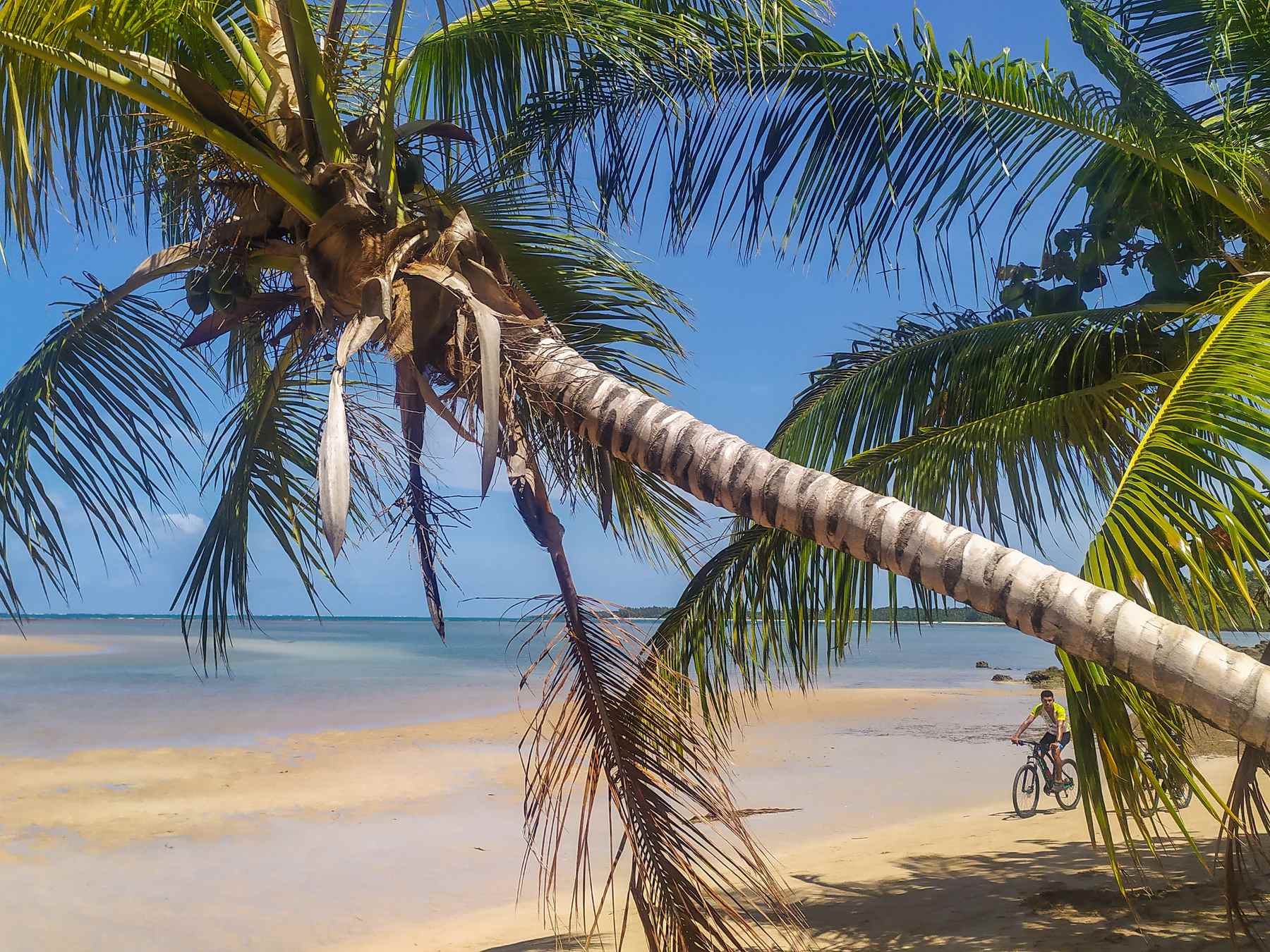 Praia do Paraíso, em Boipeba, com um coqueiro inclinado sobre a areia clara e o mar calmo azul-turquesa ao fundo.