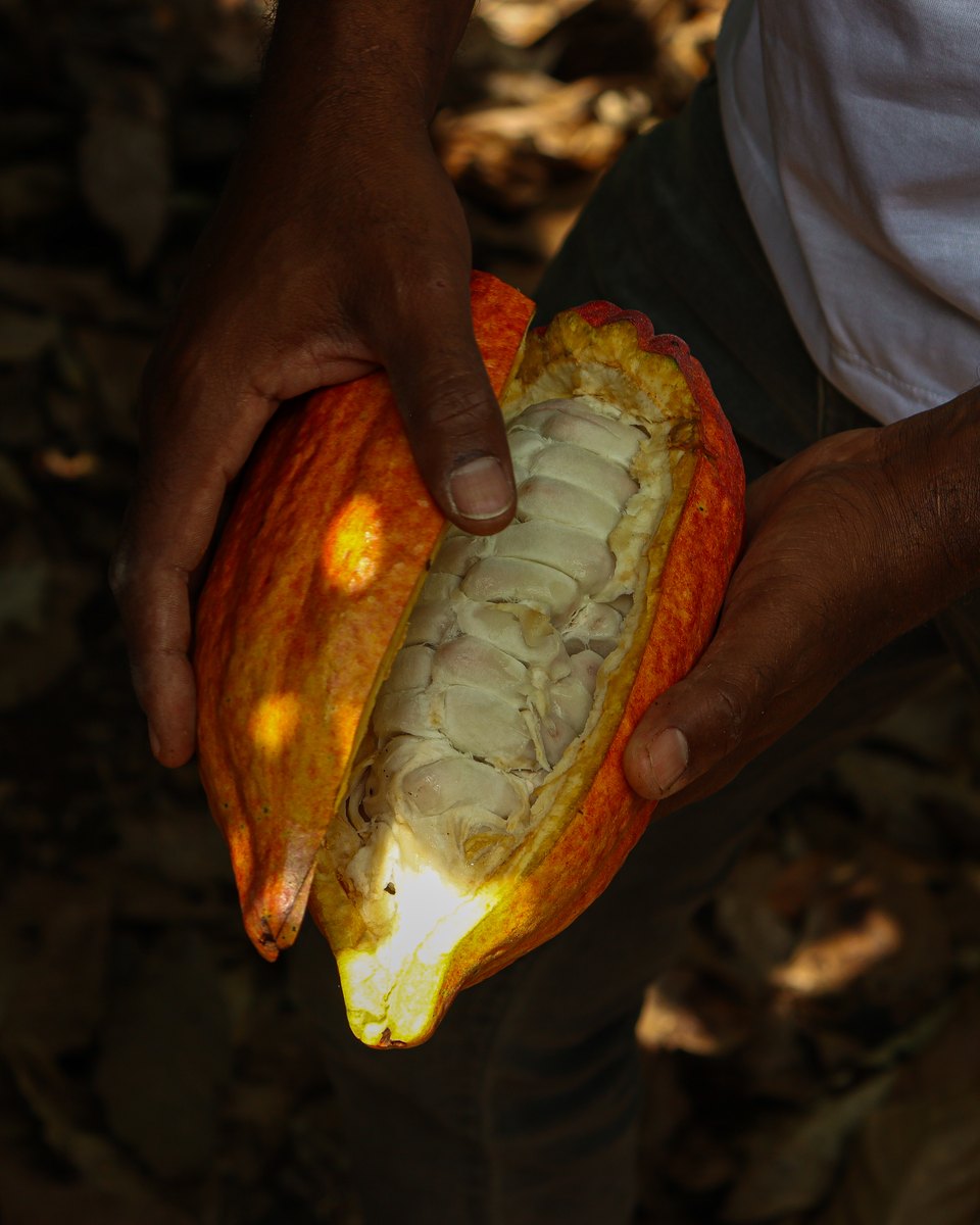 Mãos segurando um fruto de cacau maduro aberto ao meio, com as sementes brancas à mostra, numa roça de cacau em Gandu, no sul da Bahia.