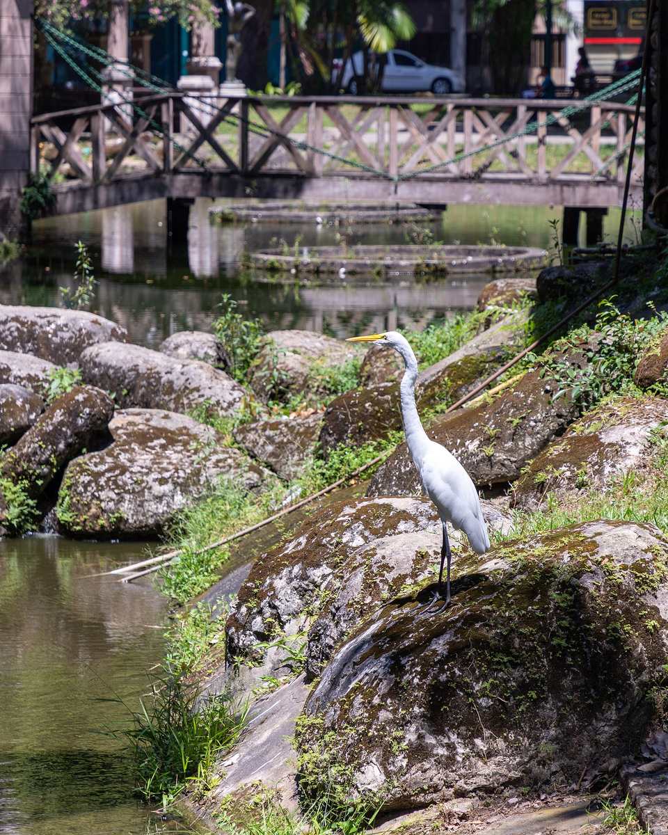 Garça branca parada numa pedra à beira do lago da Praça Batista Campos, em Belém, com ponte de concreto e árvores altas ao fundo.