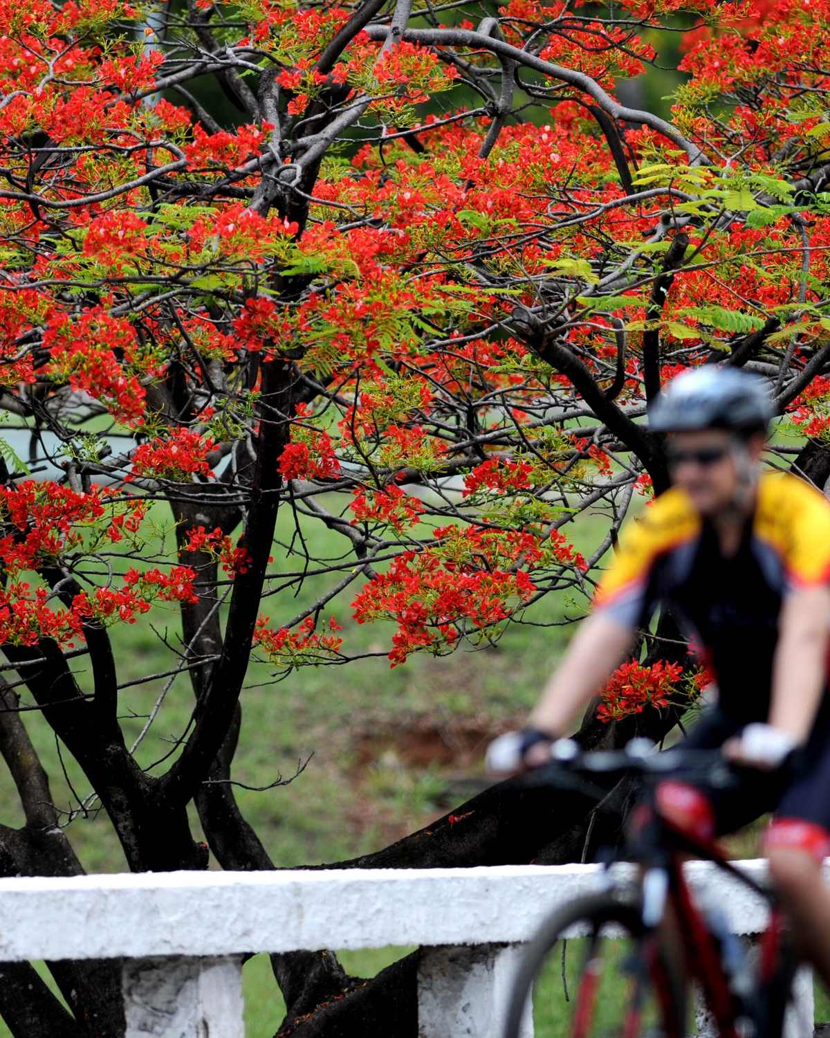 Ciclista de capacete pedalando no Eixão do Lazer, em Brasília, num domingo, com um flamboyant de flores vermelhas cobrindo a pista e o gramado das superquadras ao fundo.