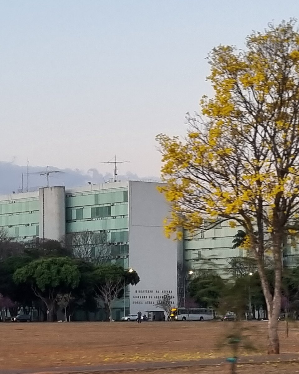 Ipê amarelo florido na Esplanada dos Ministérios, em Brasília, com a grama seca da estiagem em primeiro plano.