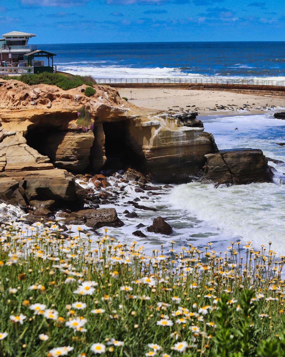 Falésias de arenito da La Jolla Cove com ondas quebrando nas pedras e flores brancas no primeiro plano, num dia de sol.