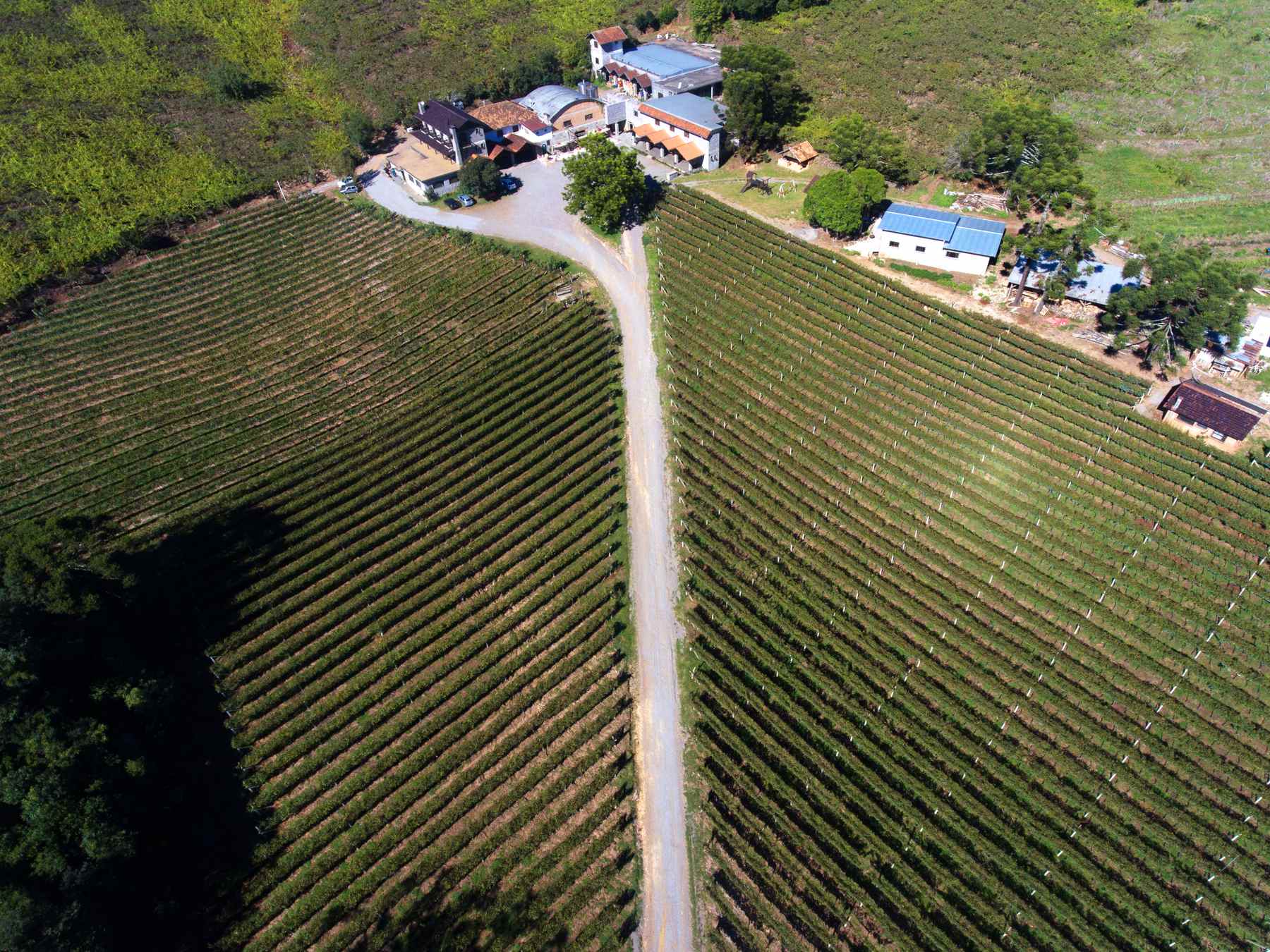 Vista aérea de parreirais em fileiras dos dois lados de uma estrada de chão, com a casa e os galpões de uma cantina de família no alto, nos Caminhos da Colônia, em Caxias do Sul.