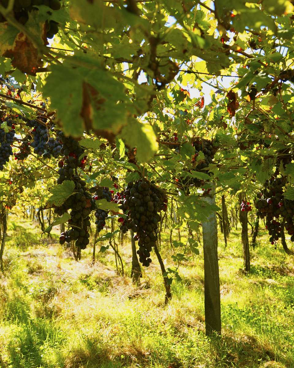 Cachos de uva escura pendurados no parreiral de uma cantina dos Caminhos da Colônia, em Caxias do Sul.