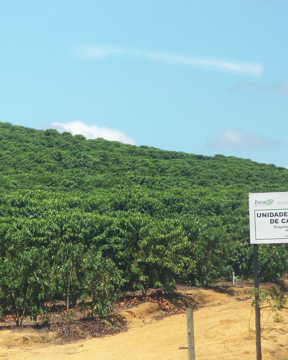 Lavoura de café conilon cobrindo a encosta, com placa de unidade de referência da cultura no Espírito Santo.