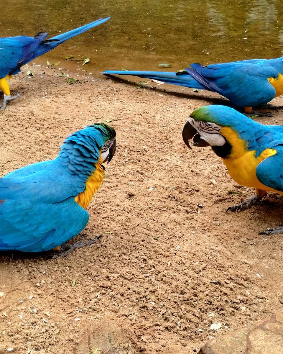 Quatro araras-canindé azuis e amarelas no chão de terra do Parque das Aves, em Foz do Iguaçu.