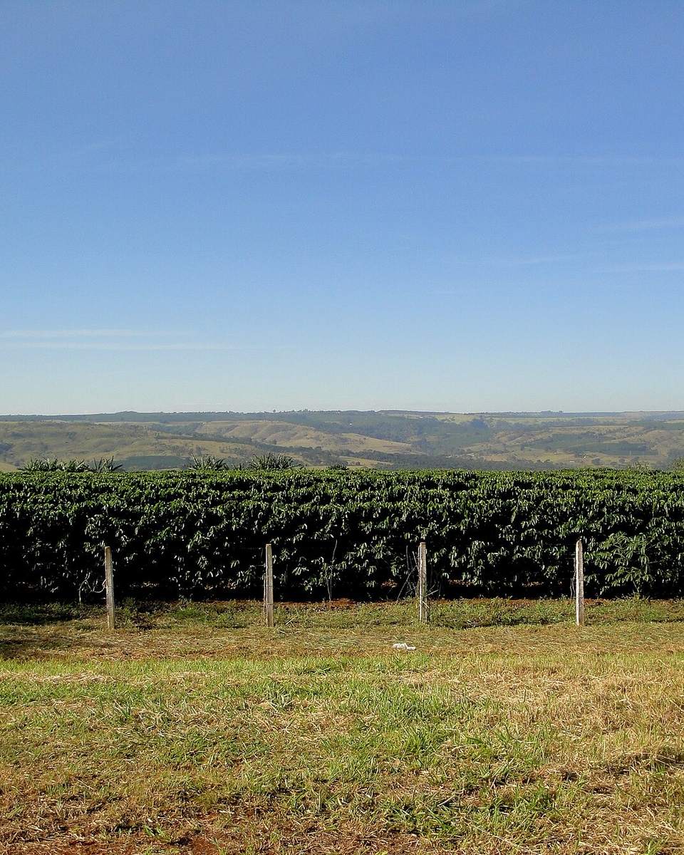 Cafezal com a serra ao fundo na região de Franca, sob céu azul.