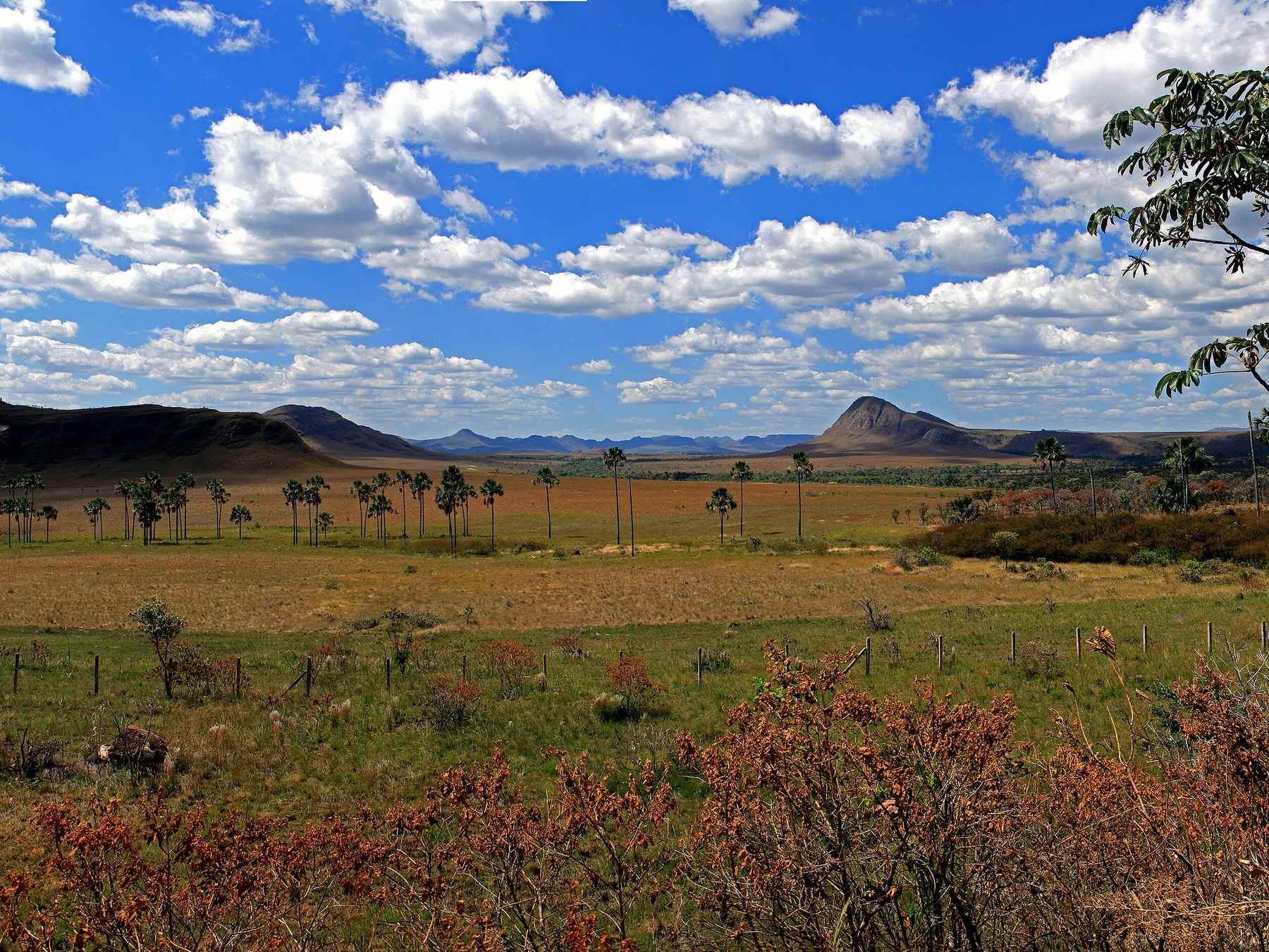 Jardim de Maytrea, na Chapada dos Veadeiros, com o campo de cerrado pontilhado de palmeiras, as serras ao fundo e nuvens brancas no céu azul.