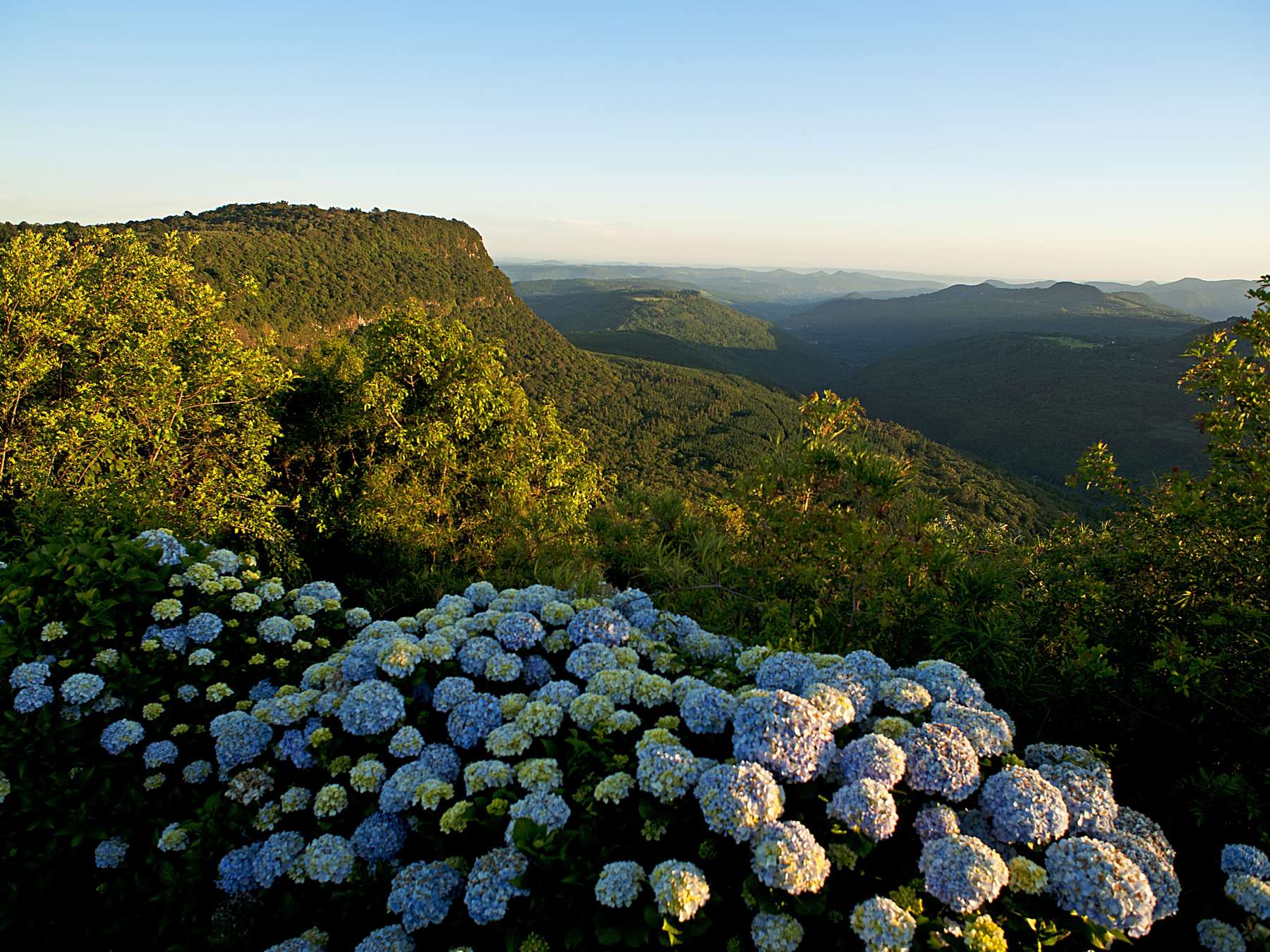 Hortênsias azuis e lilases floridas em primeiro plano no Mirante da Laje de Pedra, com o vale e os morros da Serra ao fundo, na luz do fim da tarde.