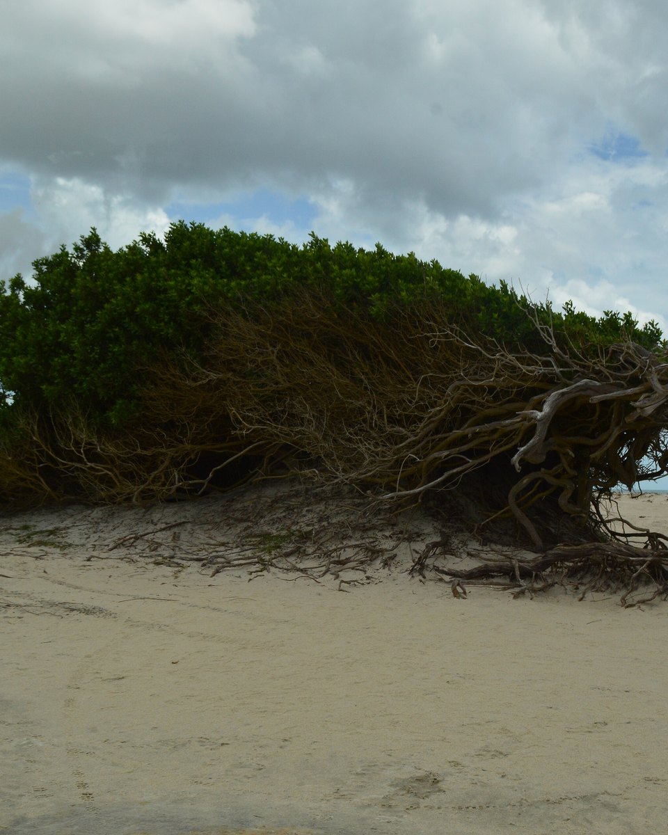 Árvore da Preguiça, de copa verde e tronco retorcido deitado pelo vento sobre a areia da praia, sob céu com nuvens.