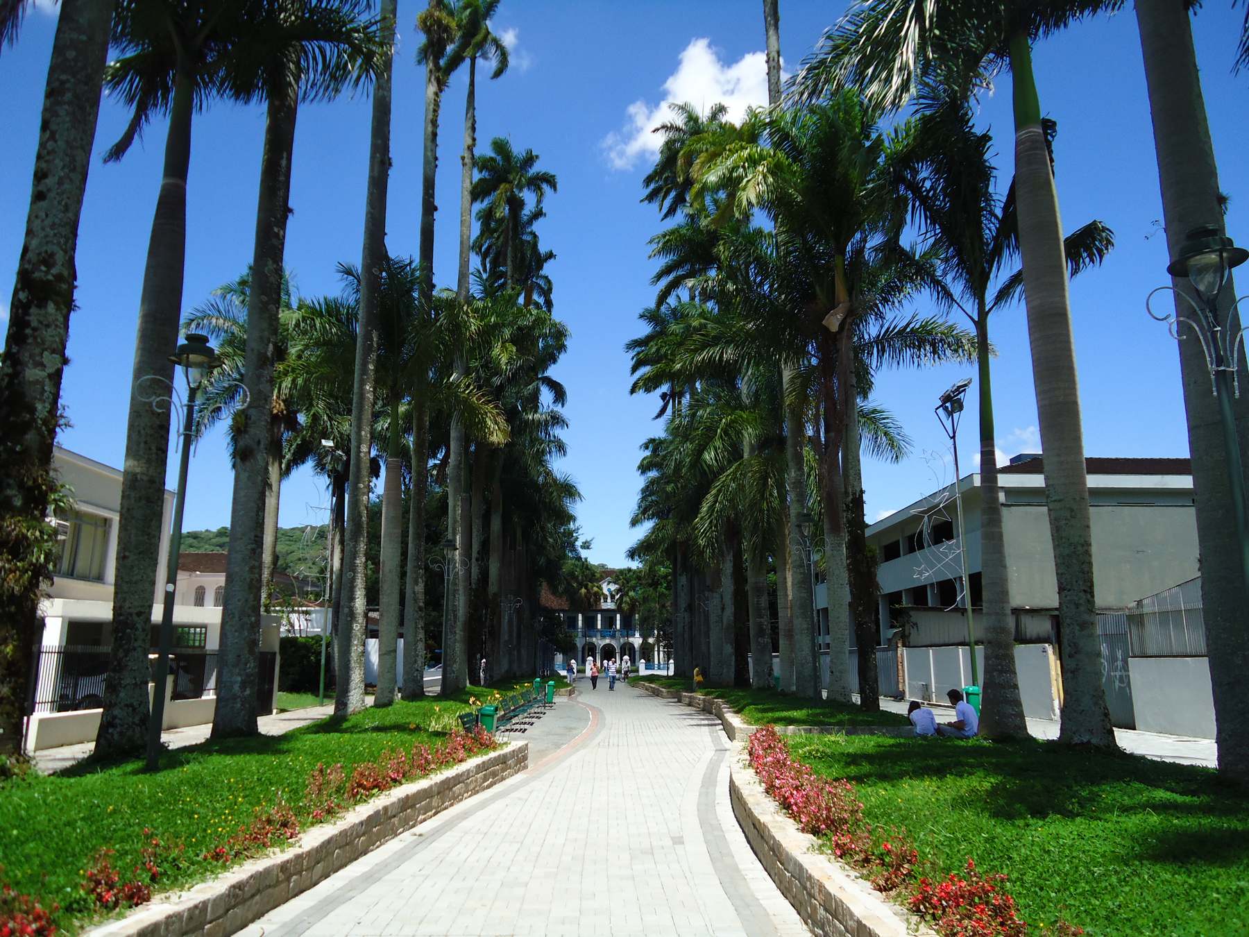 Alameda da Rua das Palmeiras, em Joinville, com palmeiras-imperiais altas dos dois lados, canteiros de flores vermelhas junto ao calçamento, gramado verde e céu azul com poucas nuvens.