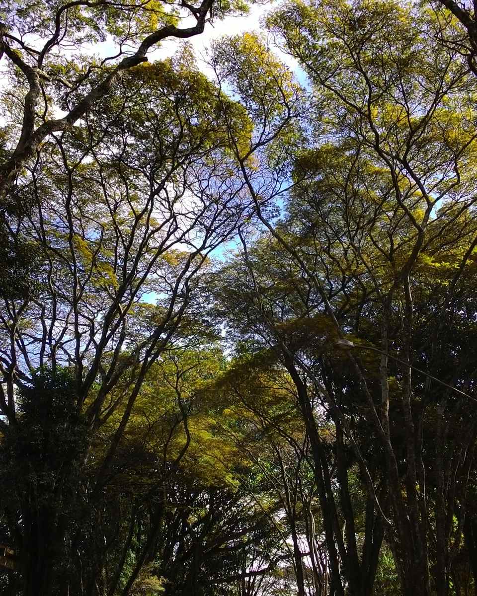 Caminho arborizado no campus da Universidade Estadual de Londrina, com árvores altas formando um túnel de folhas sobre a calçada e uma escada ao fundo.