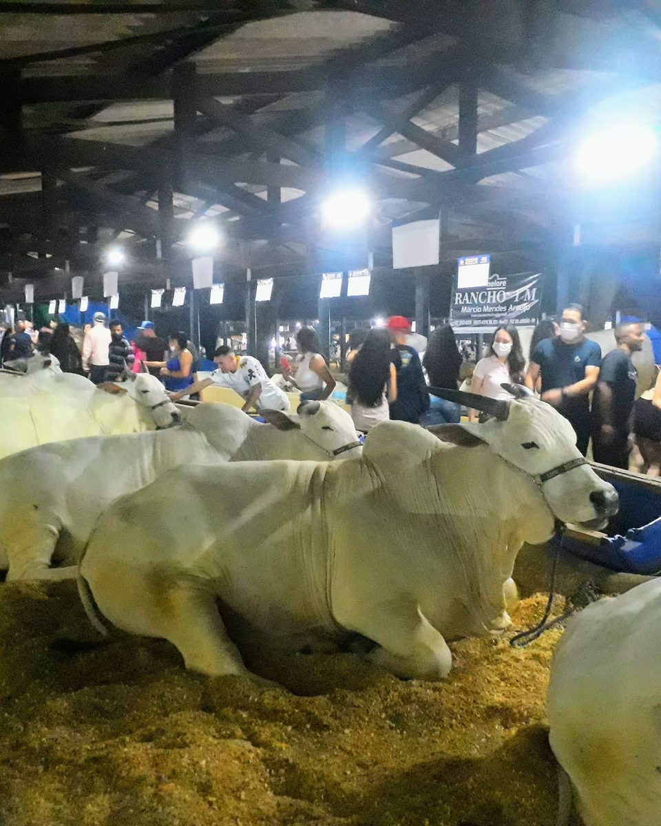 Bois da raça nelore deitados na serragem de um pavilhão da ExpoLondrina, iluminado à noite, com visitantes em pé olhando os animais junto ao cocho.