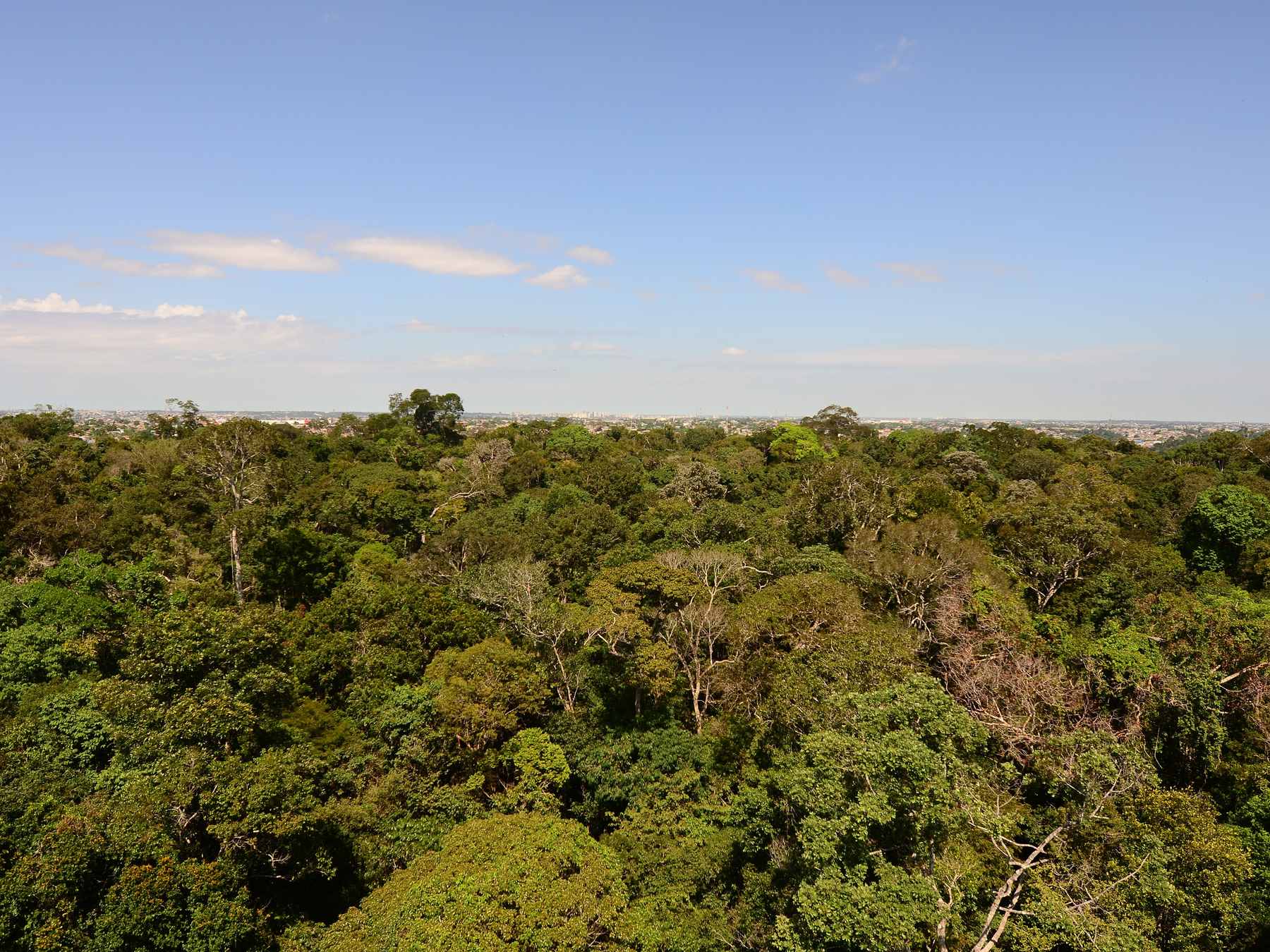 Vista do alto da torre de observação do Museu da Amazônia, em Manaus, com a copa da floresta se estendendo até o horizonte e os prédios da cidade ao longe