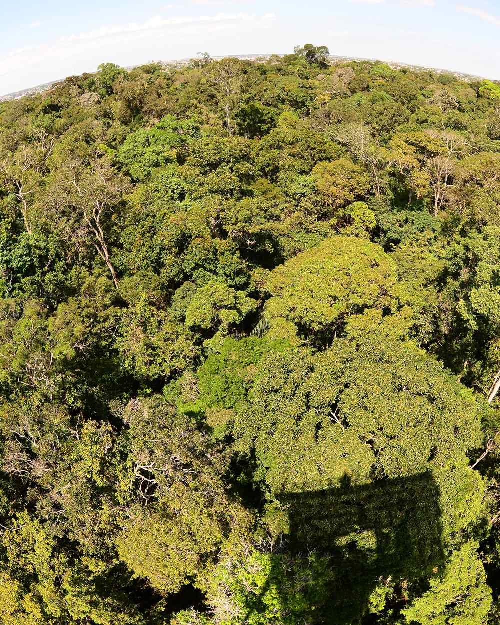 Vista do mirante do Museu da Amazônia, em Manaus, com a copa da floresta preenchendo o quadro e a cidade no horizonte.
