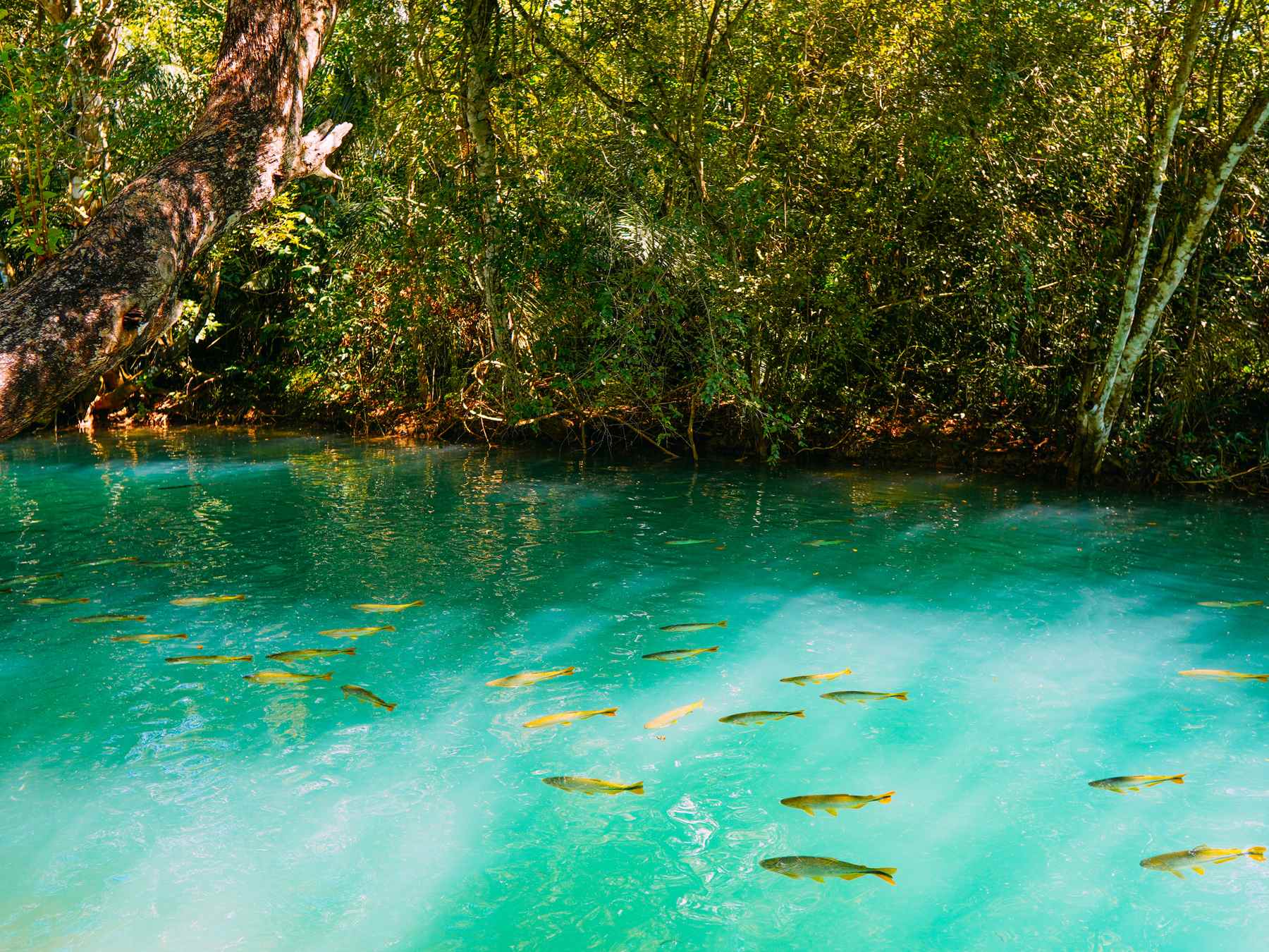 Cardume de peixes dourados nadando na água verde-turquesa transparente do rio Formoso, com mata fechada na margem