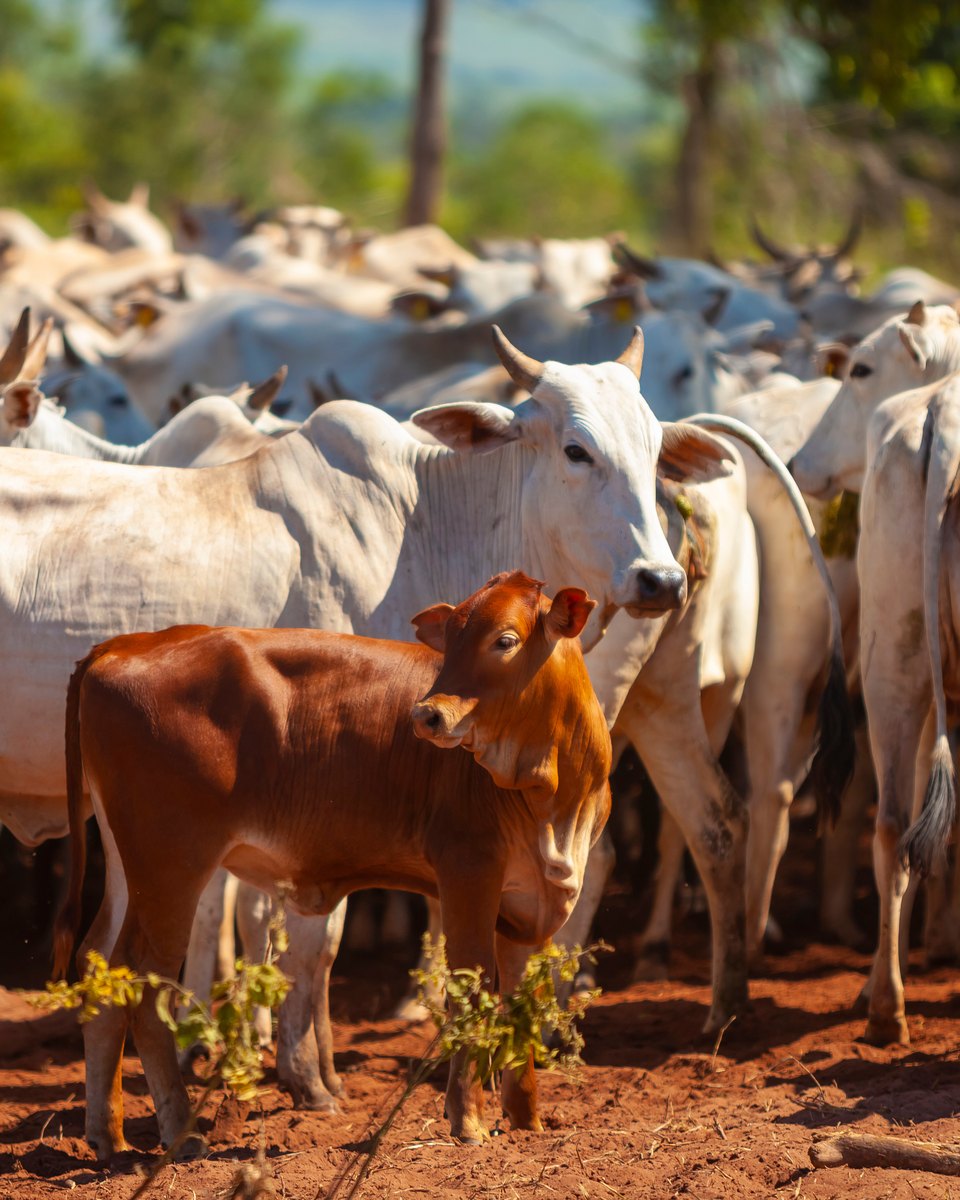 Rebanho de gado nelore branco com bezerros em pastagem de terra vermelha em Mato Grosso do Sul.