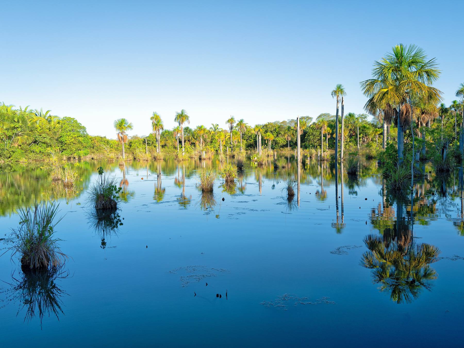 Lagoa das Araras em Nobres, com a água azul lisa refletindo as palmeiras de buriti e as touceiras de capim e o céu limpo no começo da manhã