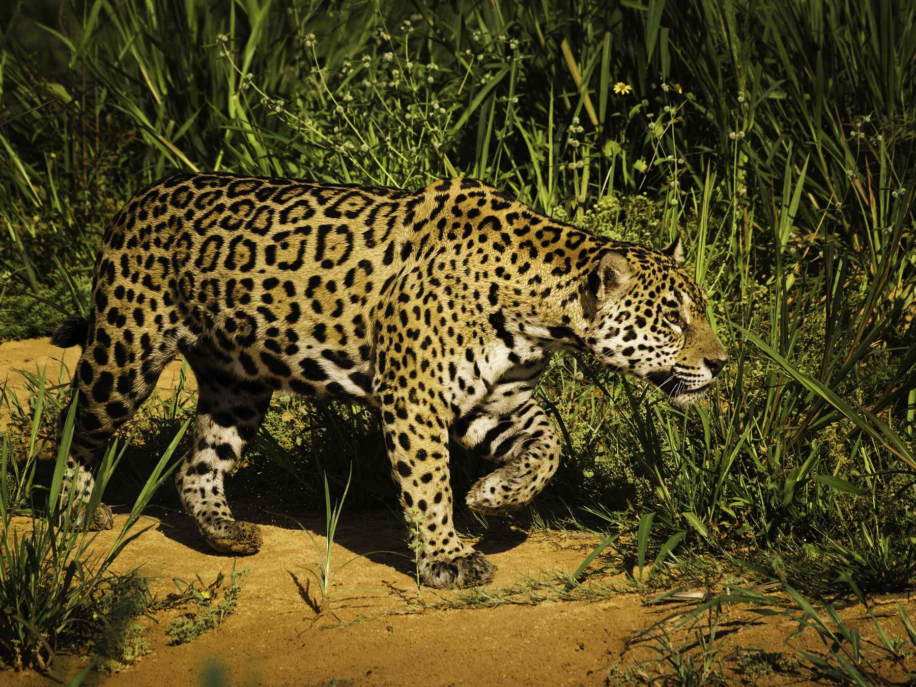 Onça-pintada caminhando na margem arenosa entre o capim alto do Pantanal em Porto Jofre, com a pelagem malhada iluminada pela luz do amanhecer