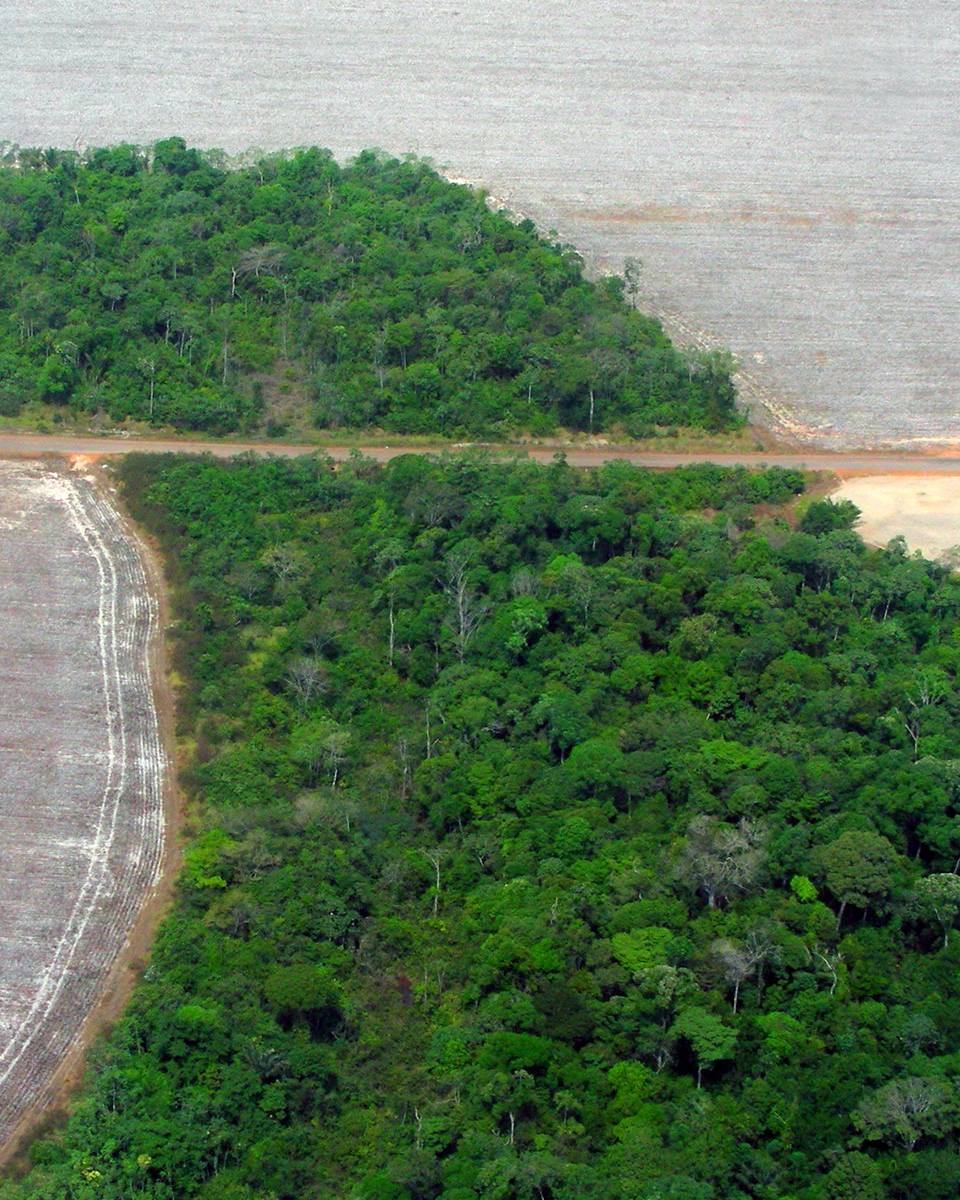 Vista aérea de uma ilha de mata nativa cercada por área agrícola aberta no noroeste de Mato Grosso, com a divisa reta entre a floresta e o solo limpo.