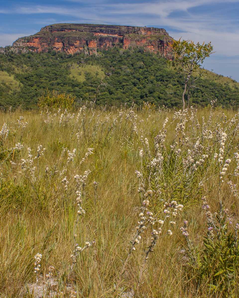 Morro de São Jerônimo visto de longe na Chapada dos Guimarães, com o paredão de arenito vermelho no alto, mata verde na encosta e capim de cerrado com flores brancas em primeiro plano.