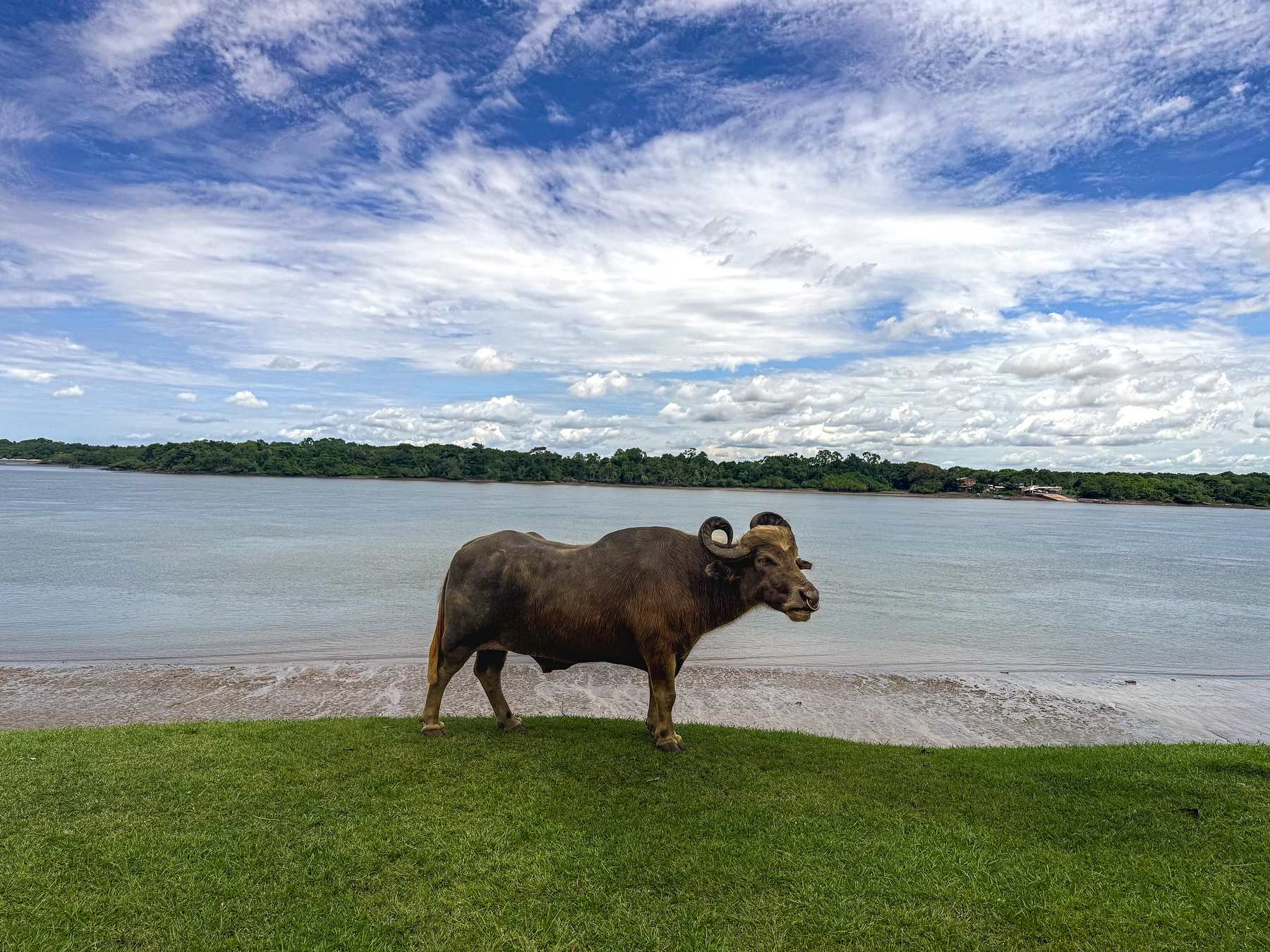 Búfalo em pé no gramado da orla de Soure, na Ilha do Marajó, com a praia de rio e o céu de nuvens ao fundo