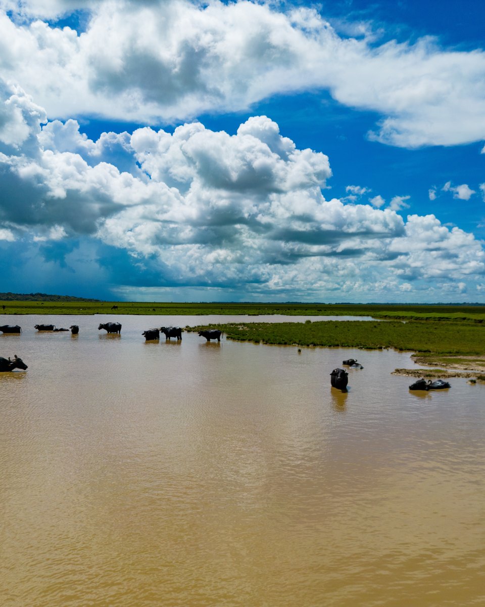 Manada de búfalos dentro da água, se refrescando no campo alagado da Ilha do Marajó.