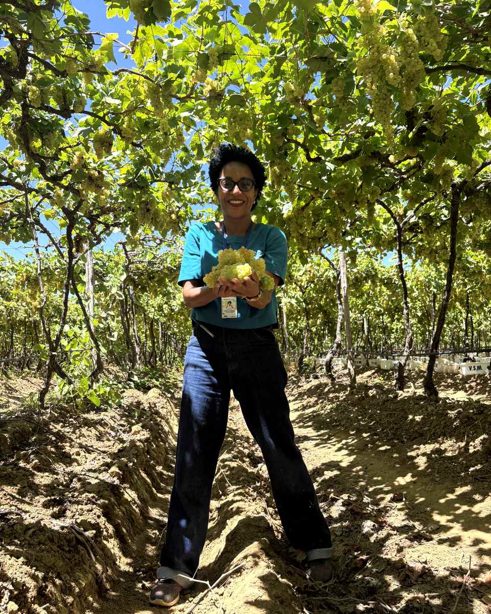 Mulher de camiseta verde-água segurando um cacho de uvas verdes no meio de um parreiral, com cachos pendurados acima e a luz do sol entrando pelas folhas, numa vinícola de Lagoa Grande.