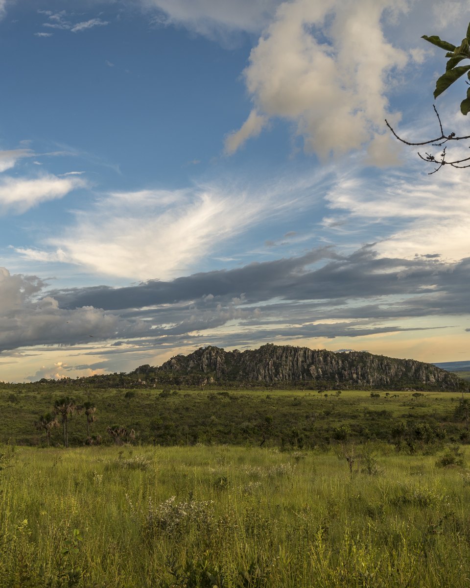 Campo de cerrado verde no Parque Estadual dos Pireneus, com arbustos e árvores baixas em primeiro plano, o morro de pedra no horizonte e o céu azul com nuvens grandes do fim de tarde.
