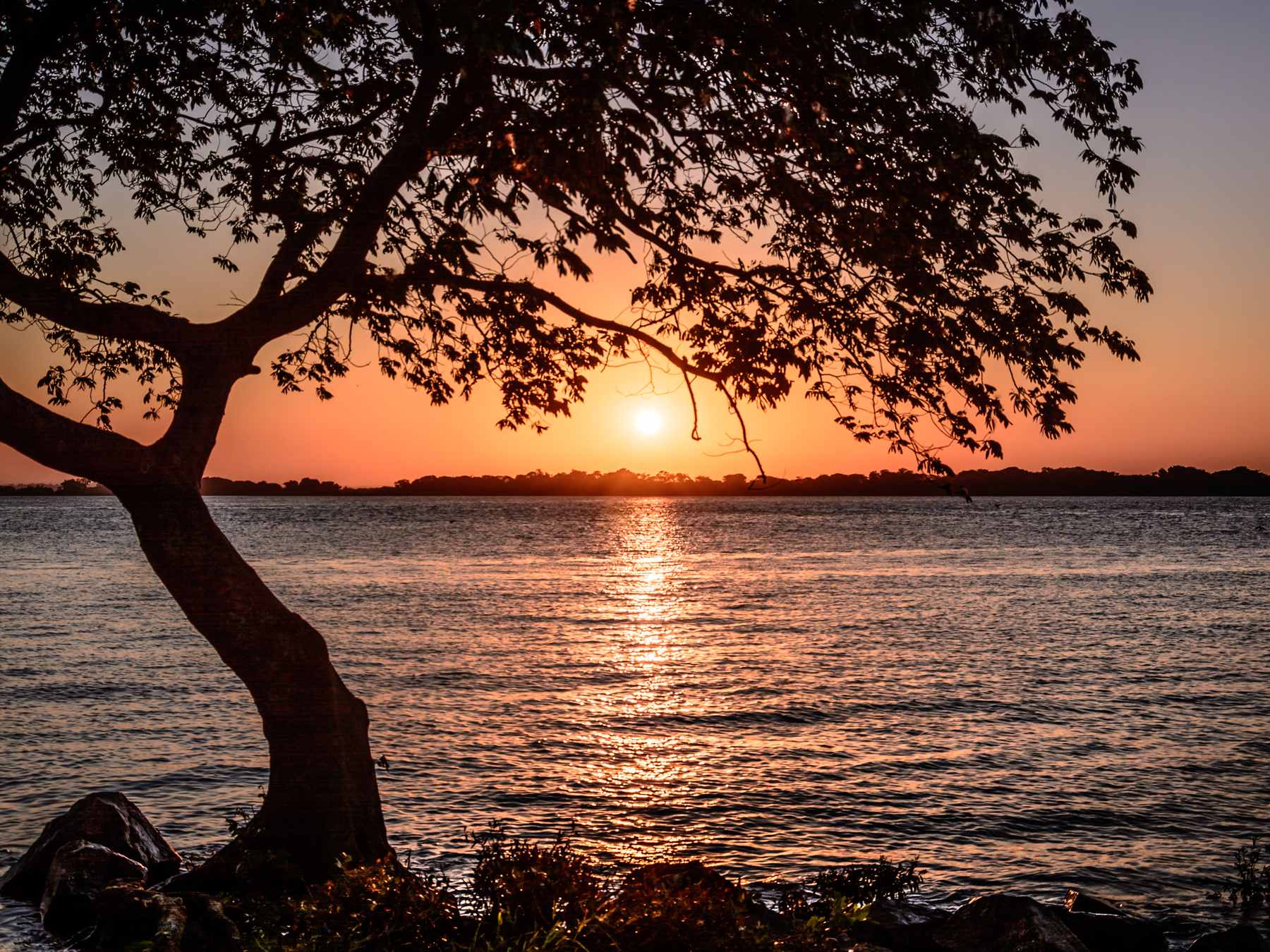 Silhueta de uma árvore inclinada sobre as pedras da margem do Guaíba, em Porto Alegre, com o sol se pondo no horizonte e o reflexo alaranjado na água.