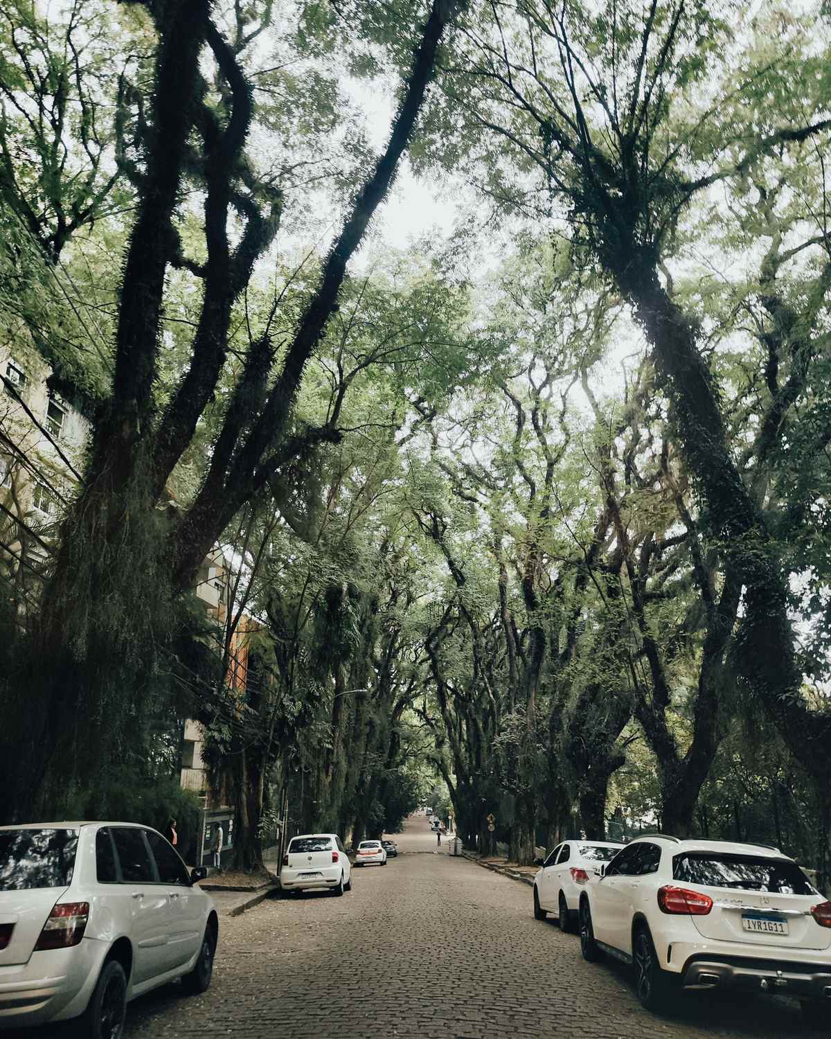 Túnel verde formado pelas copas das tipuanas sobre a Rua Gonçalo de Carvalho, em Porto Alegre, com carros estacionados nos dois lados do calçamento de paralelepípedo.
