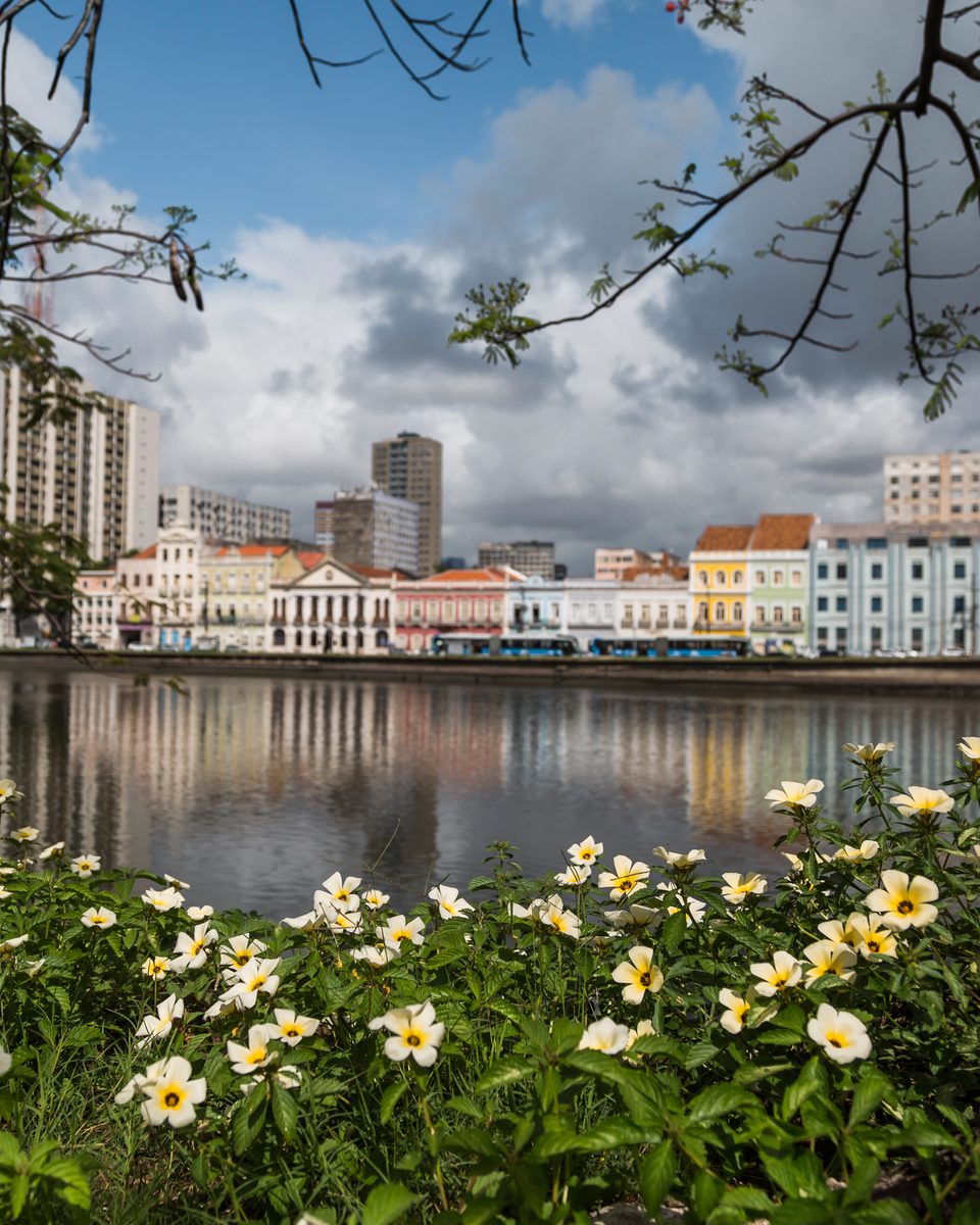 Rio Capibaribe calmo refletindo os casarões e prédios da Rua da Aurora, no Recife, com flores brancas e amarelas em primeiro plano e galhos de árvore no alto, sob céu com nuvens.