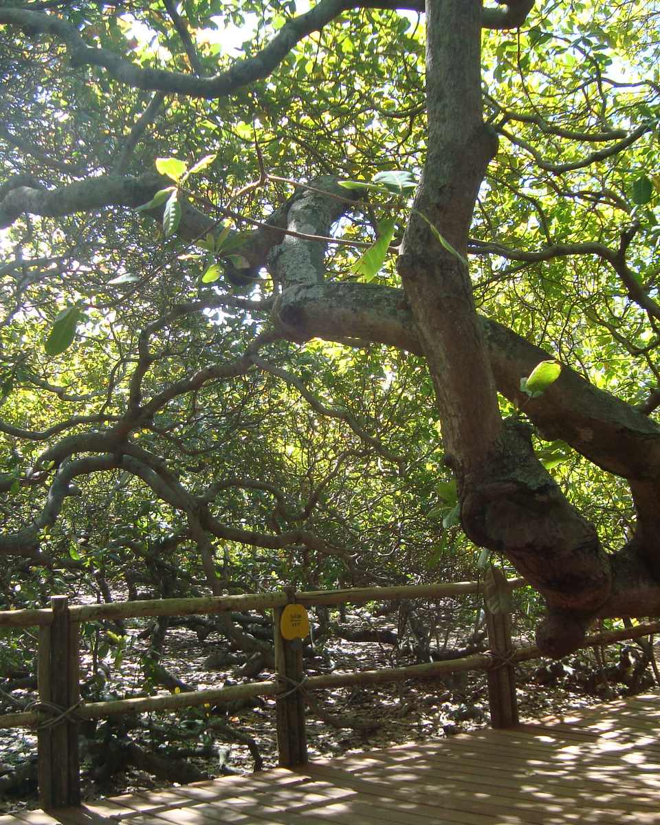 Mata verde sobre as dunas do Parque das Dunas, em Natal, com trilha de areia entre as árvores