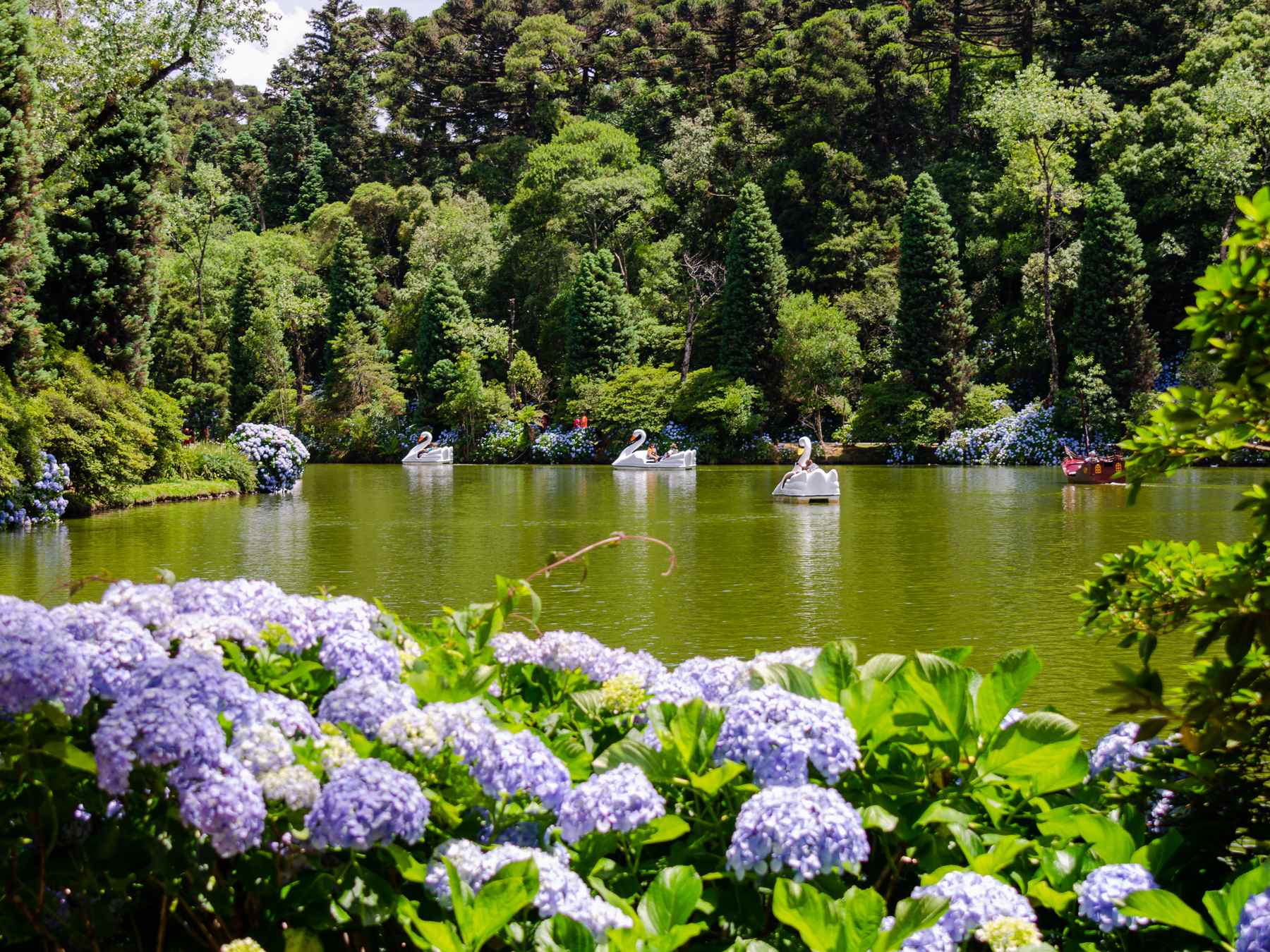 Lago Negro, em Gramado, com hortênsias lilases na margem, pedalinhos em forma de cisne na água e a mata de pinheiros ao fundo.